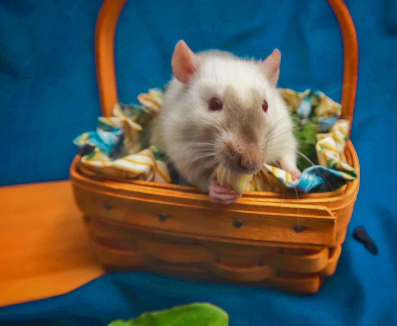 I came home and went to go spend some time with my rats to find one of