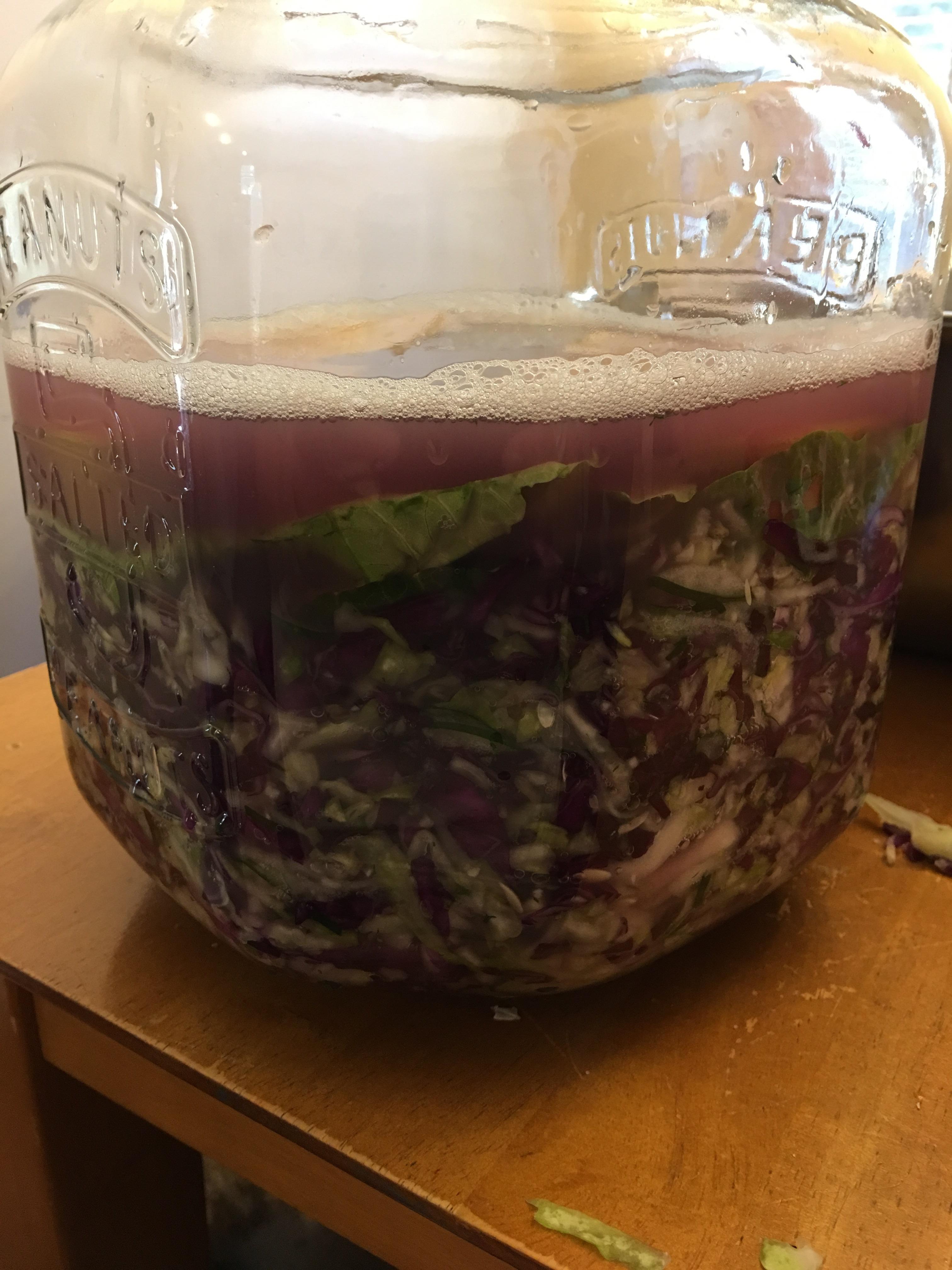 Dill pickle kraut attempt 1 fermentation