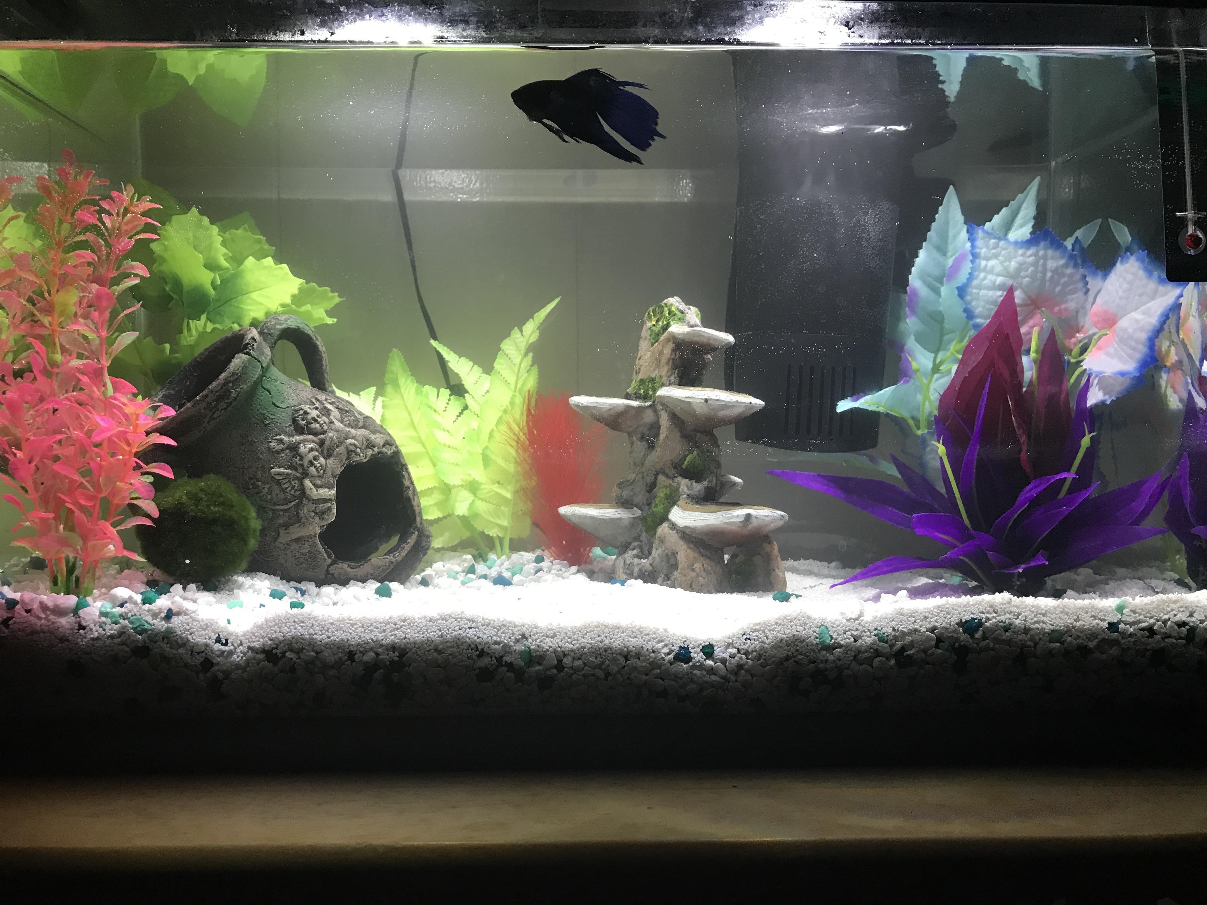 I upgraded my bettas tank, featuring a new moss ball and silk plants! i