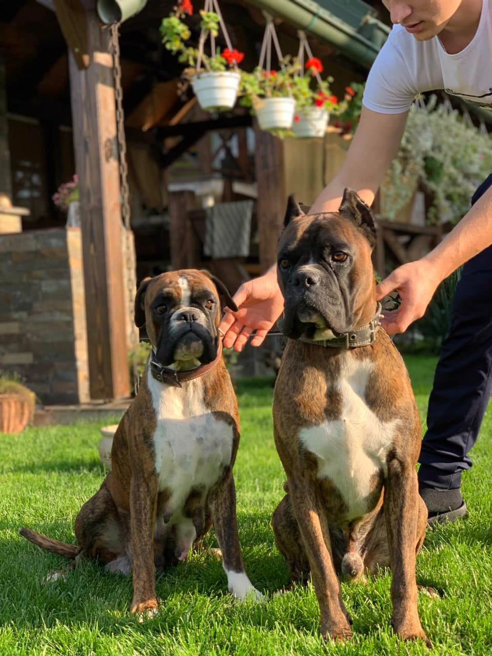 Does The Father On The Right Look Like A Boxer Or Could It Be A Boxer Mix With Something Like A Cane Corso? : R/Boxer