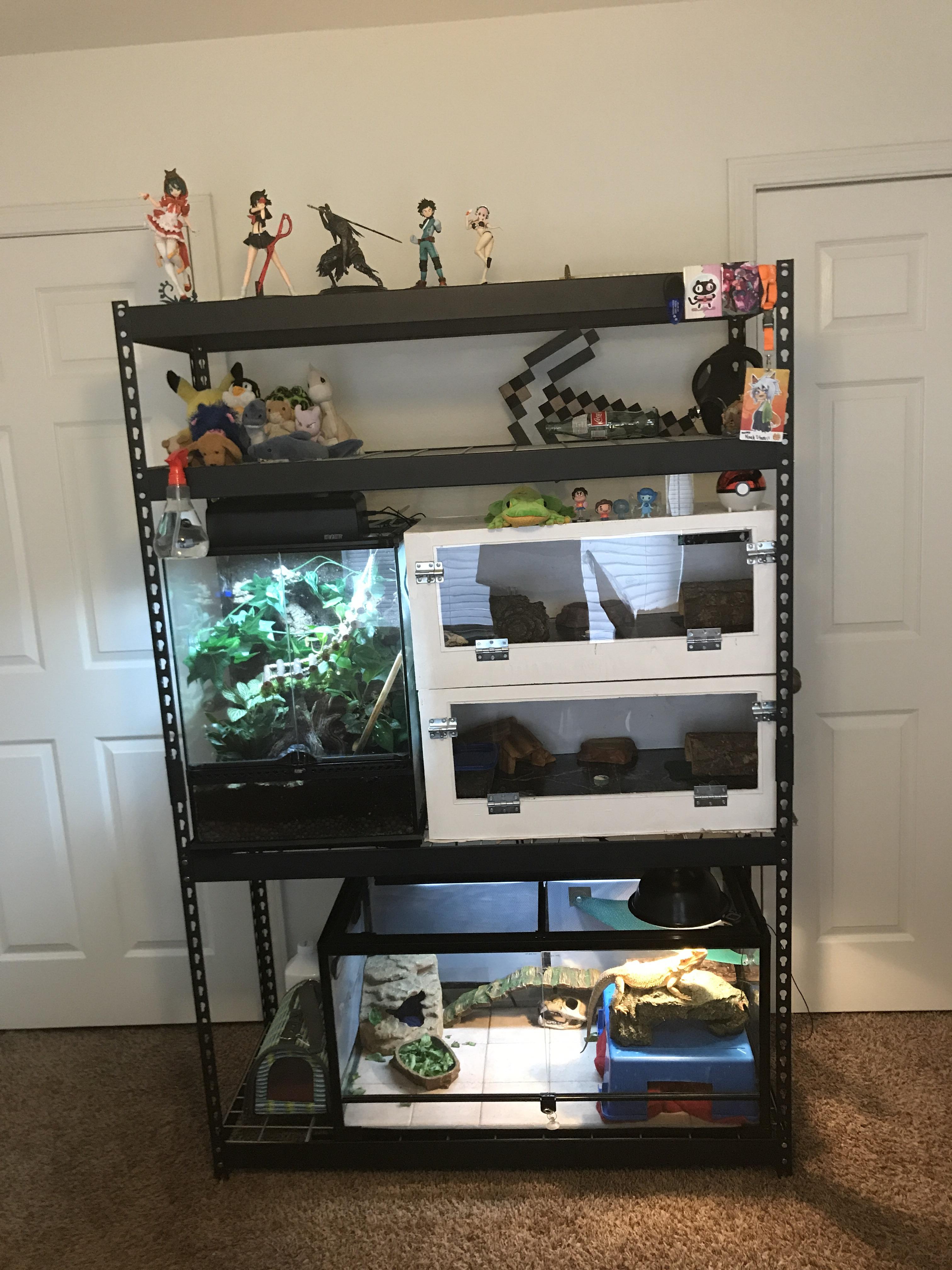 First apartment and my lizard setup! Crested gecko, 2 Leopard geckos