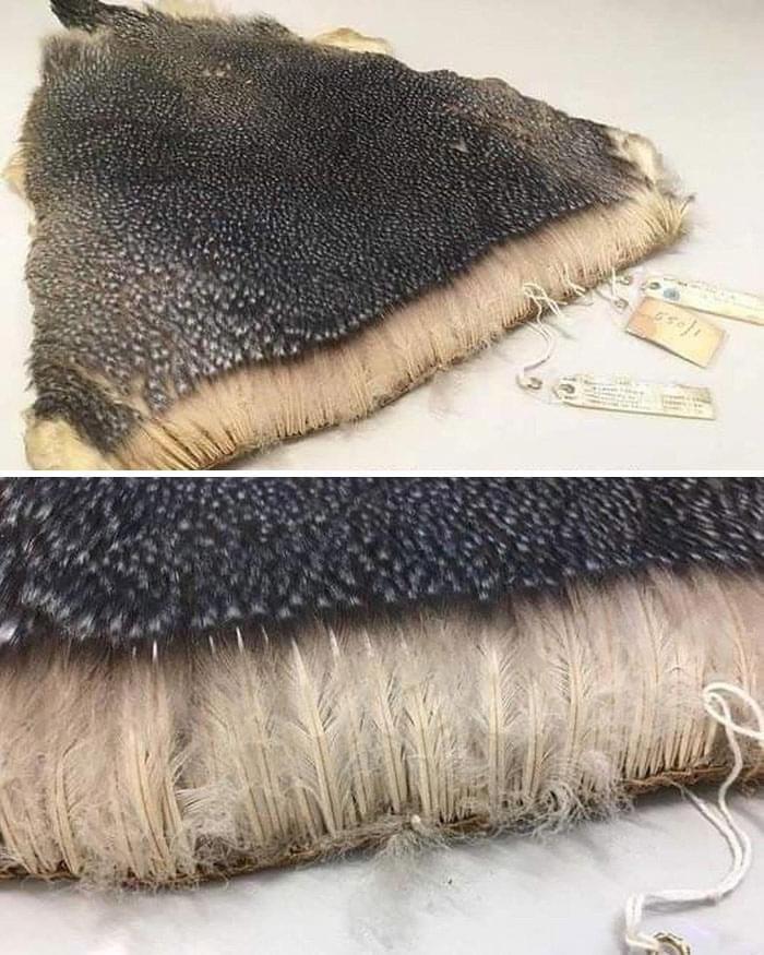 Density of penguin feathers r/pics