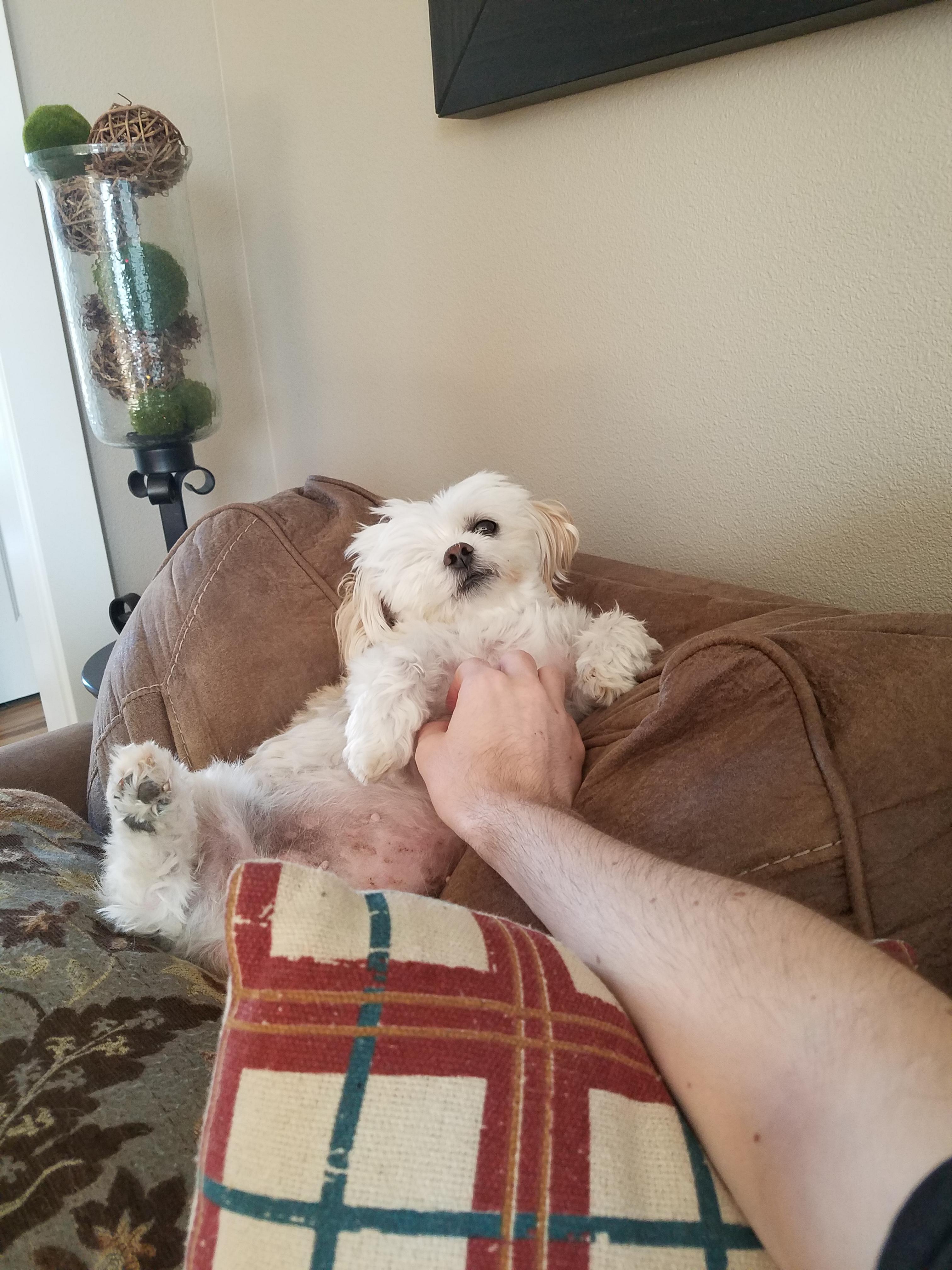 Anyone else's dog start melting when the heat goes up a bit