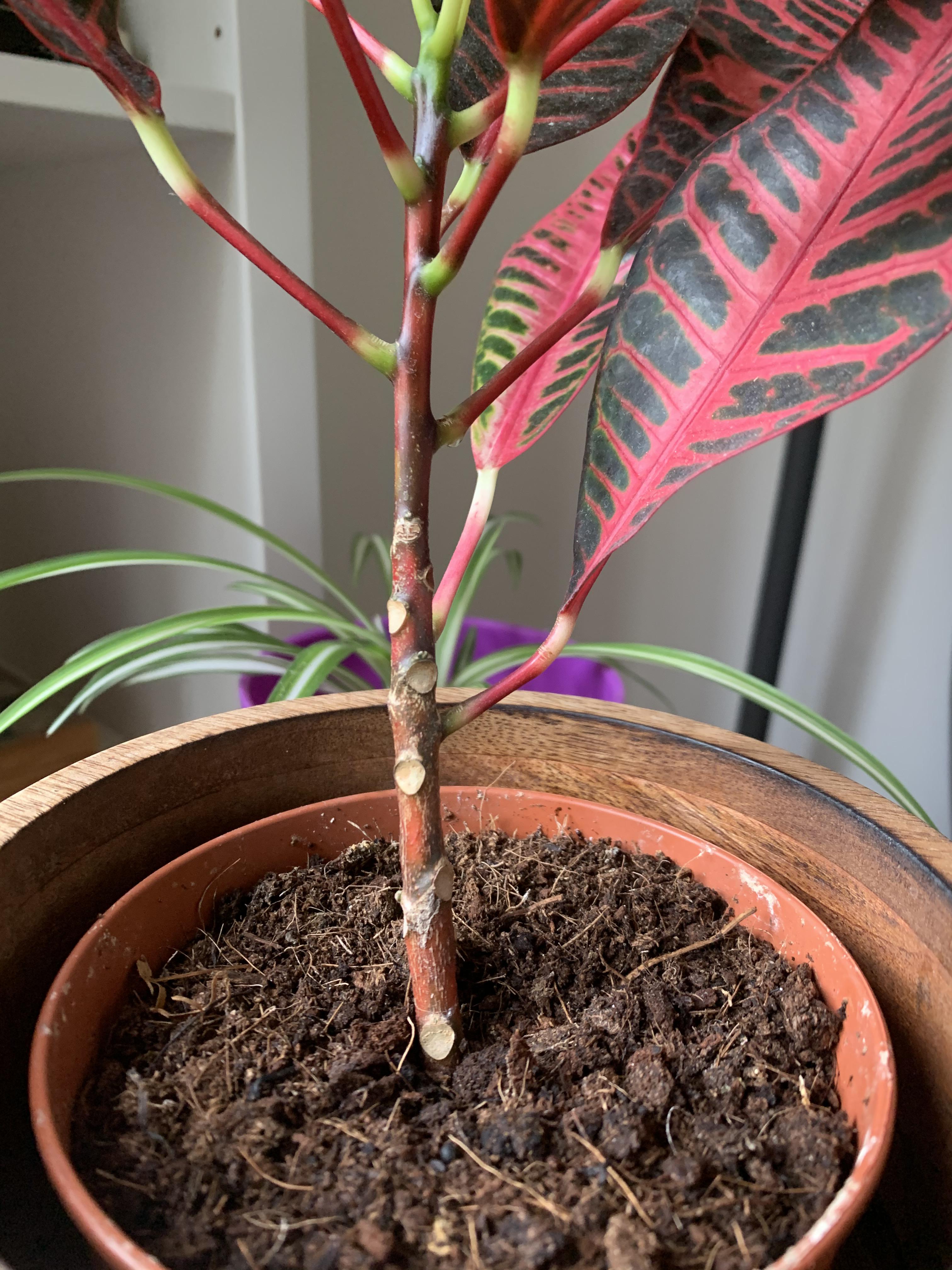 Top heavy croton plant new growth leaves (bottom) snapping off and