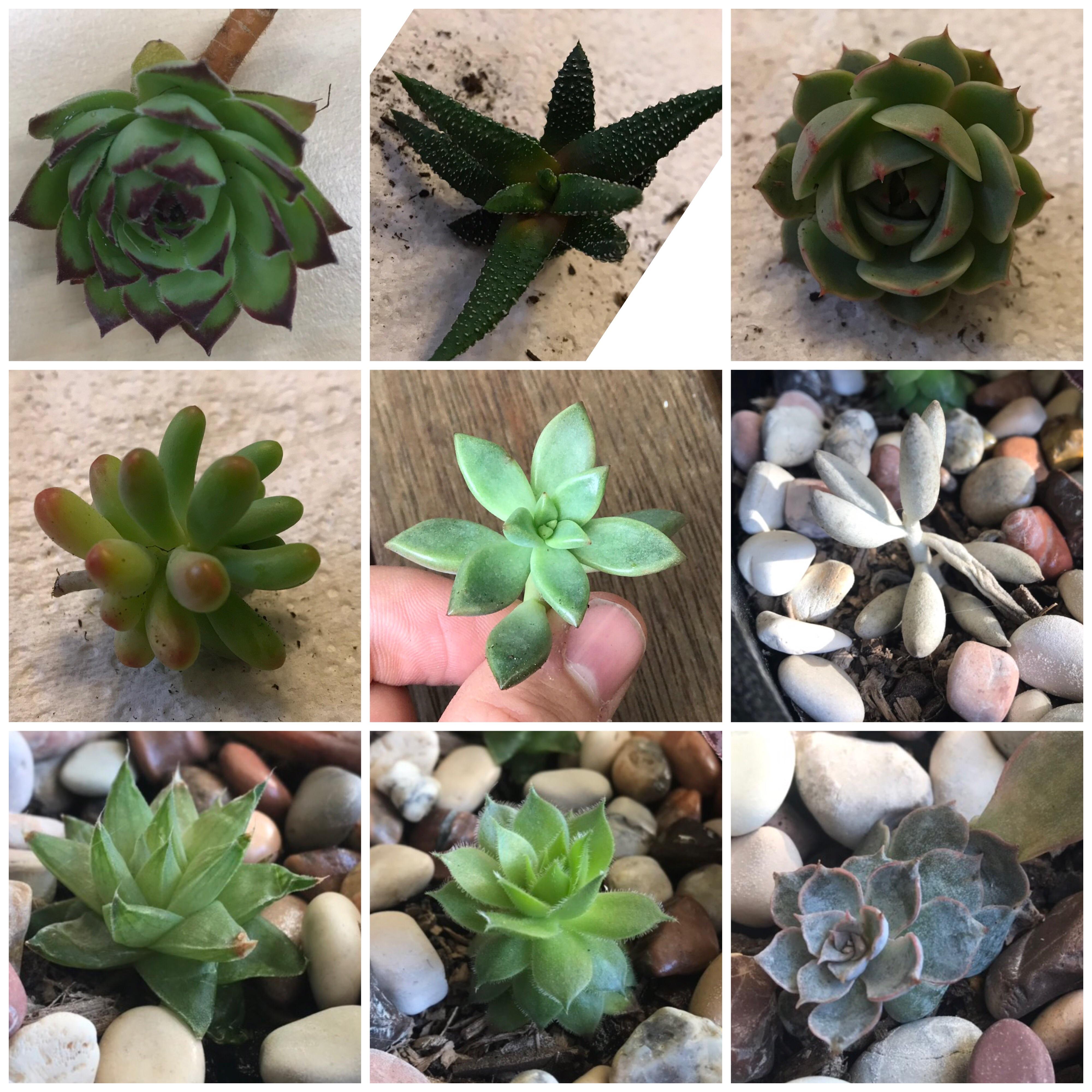 Can you help name my succulents? Please r/succulents