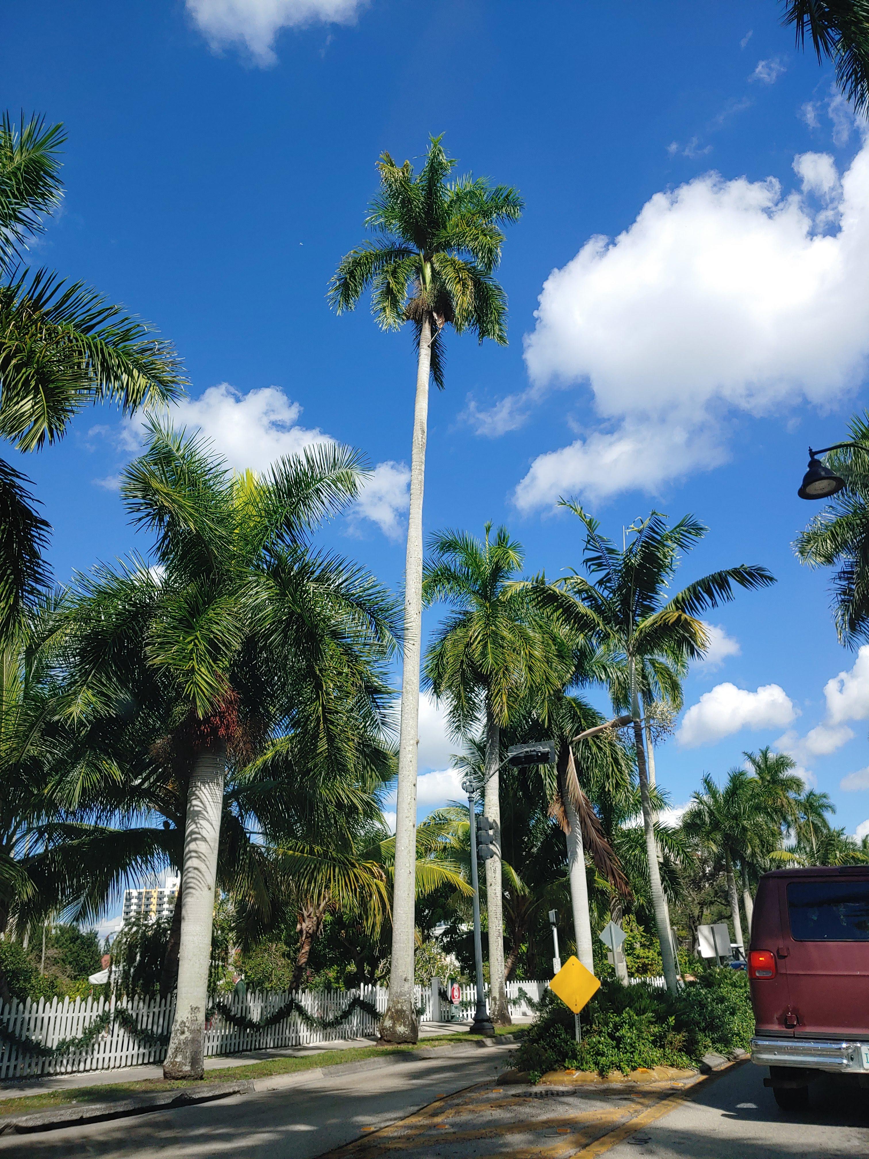 Royal palm planted by Thomas Edison in the 1920s. Fort Myers florida