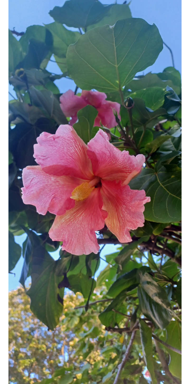 Pink Hibiscus (plus a hidden bee!) r/flowers