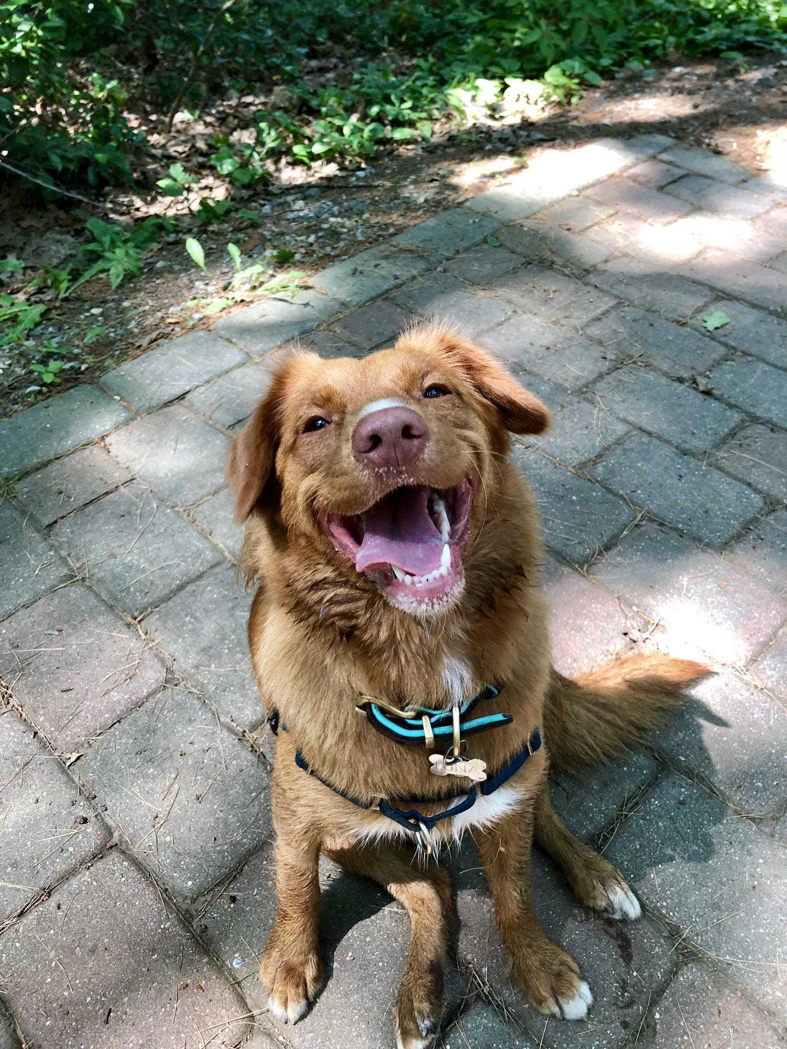 Having a dog who also loves disc golf is a game changer. r/discgolf