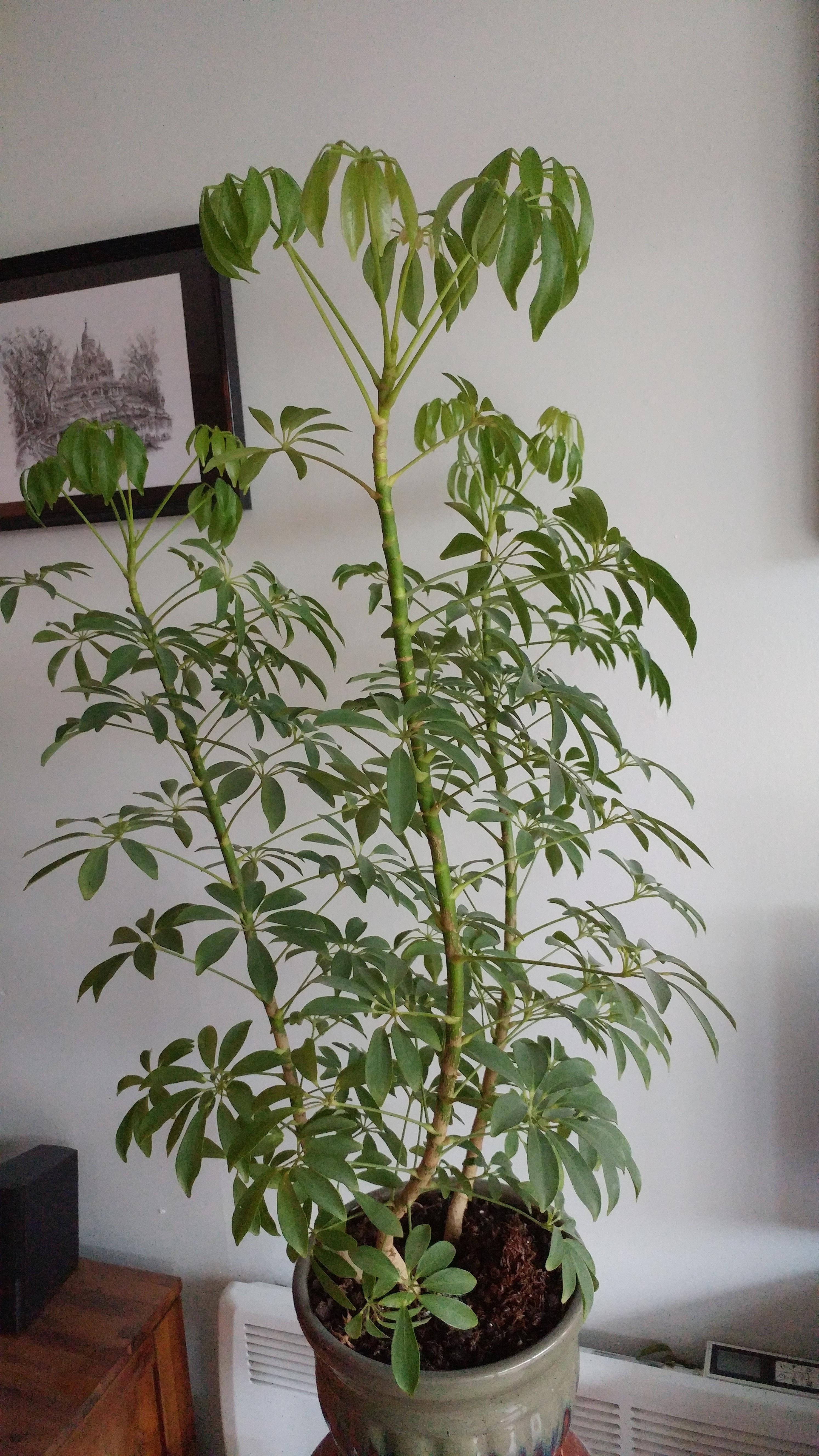 Help! My plant is dropping leaves daily, while still growing new ones