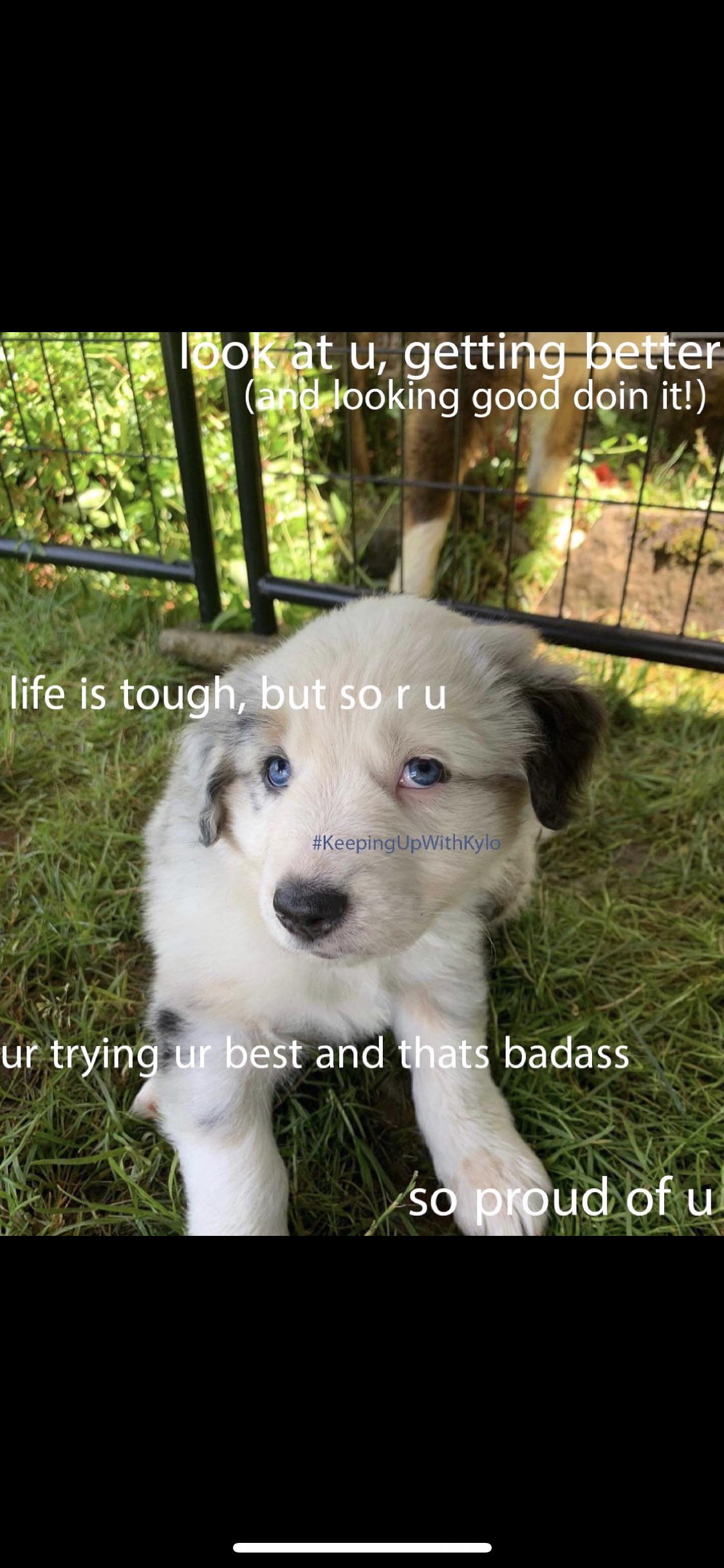 This is Kylo the Dog 🐶 r/KyloRen