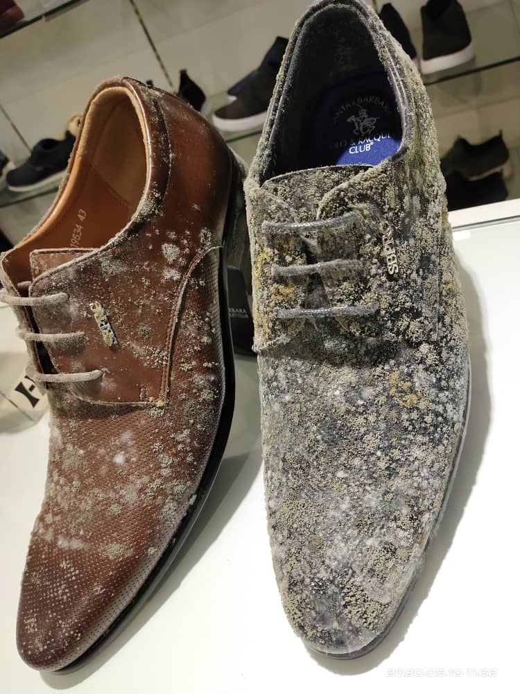 A pair of leather shoes, among other leather goods turned moldy in