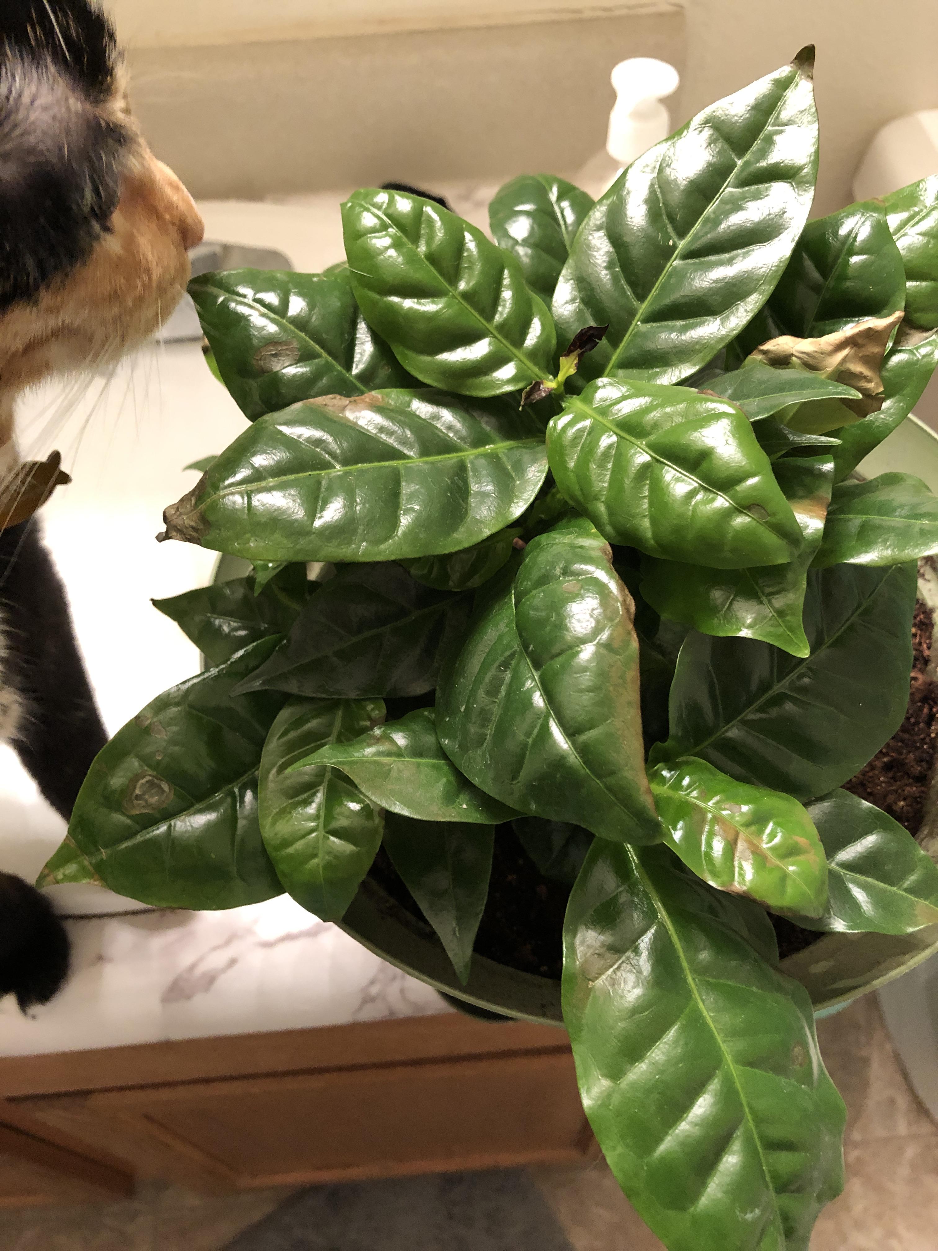 My “coffee plant” that I’ve had for just over a week is starting to