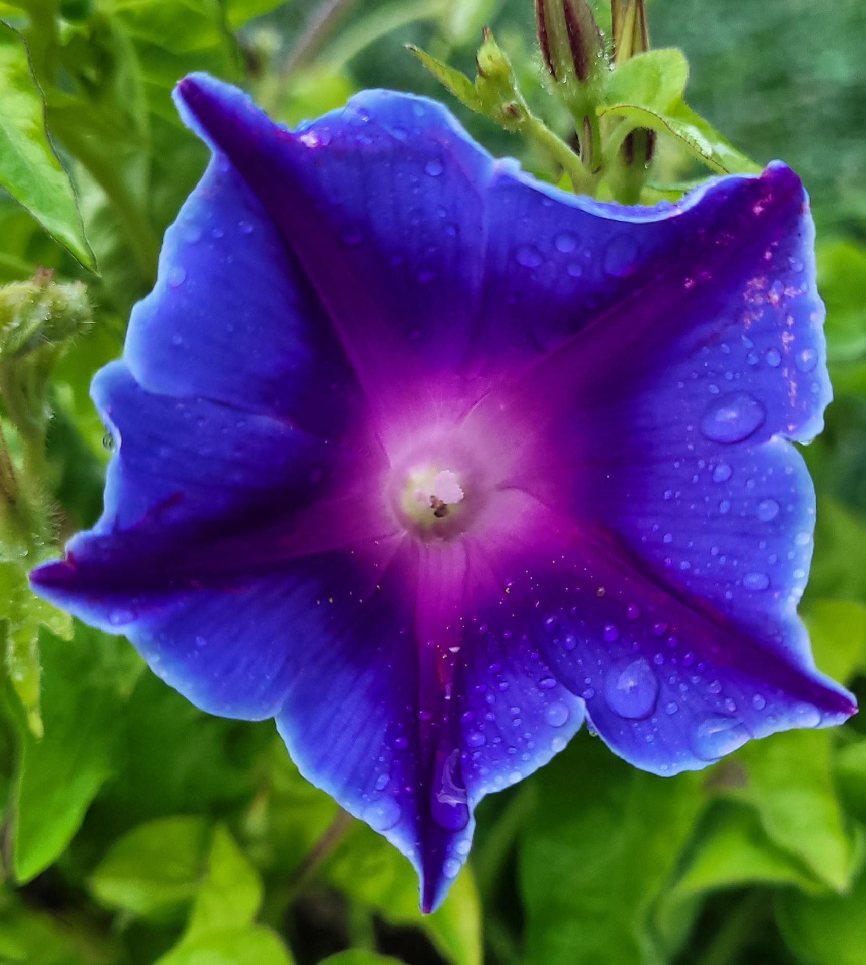 Morning glories are not easy to photograph, but this almost does