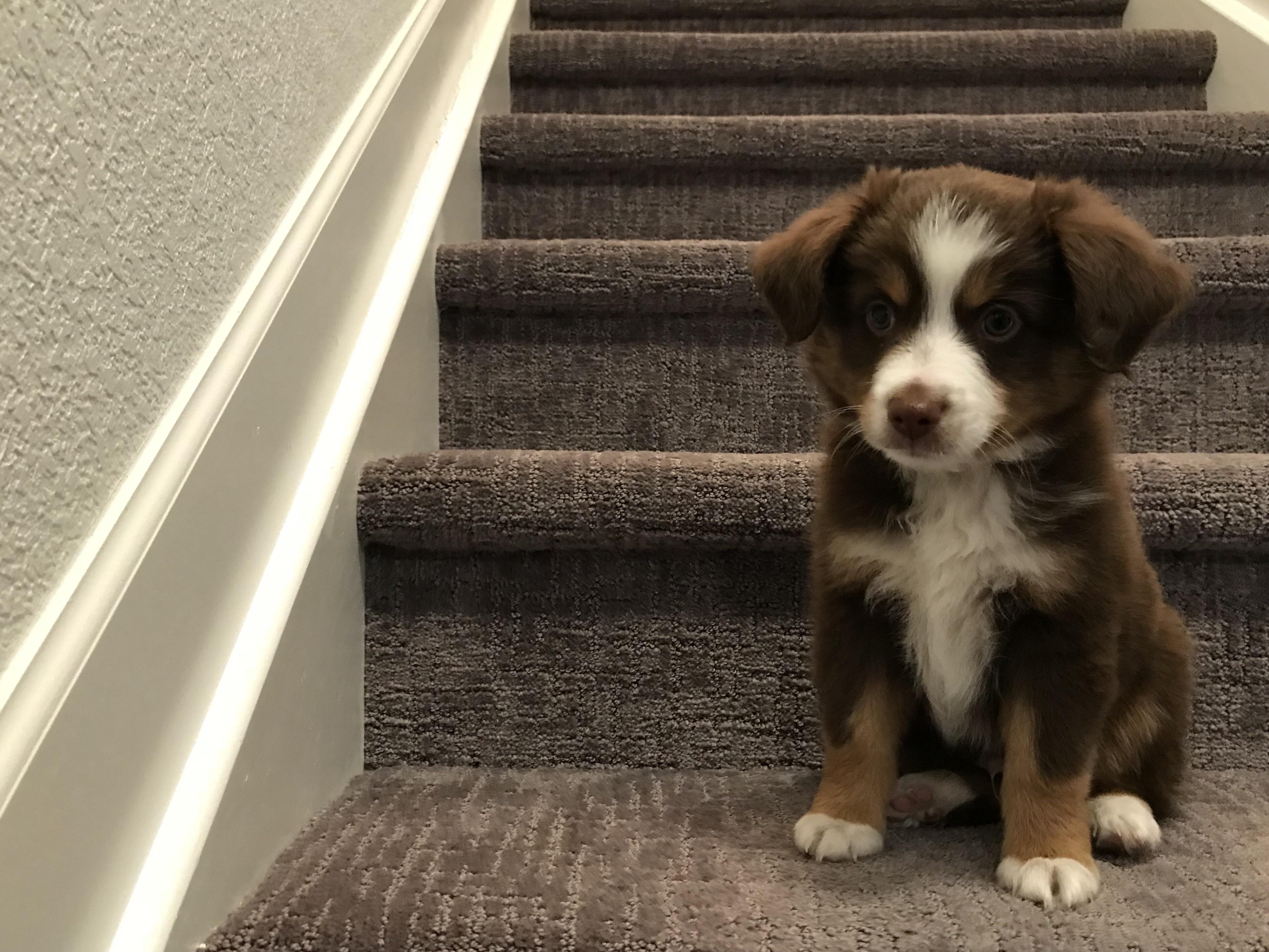 Meet Louis! He’s a mini Australian Shepherd, 8 weeks old