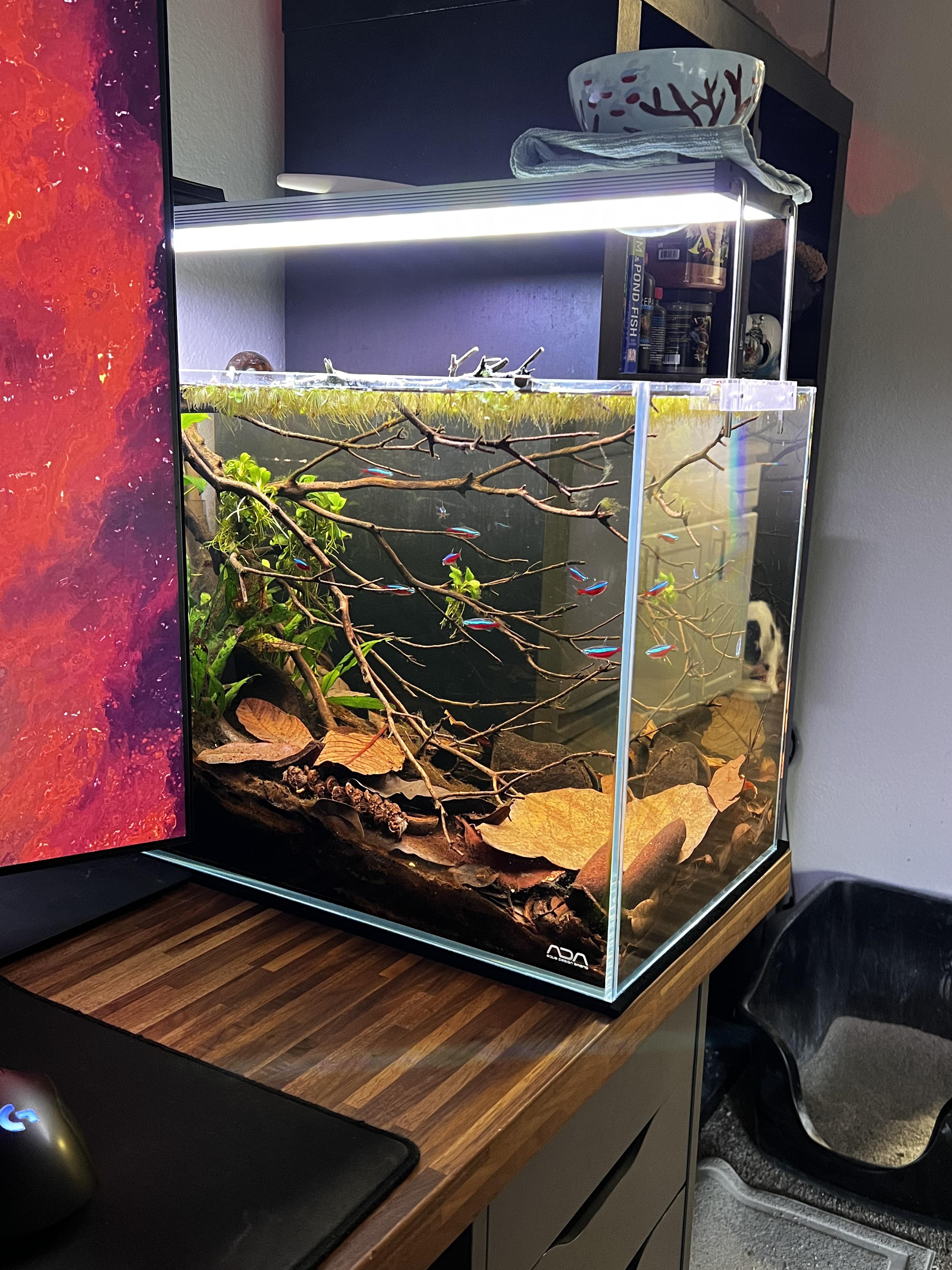 Desk tank appreciation post Aquascape