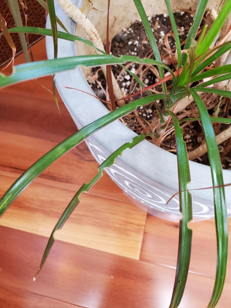 Help! What’s eating my plant? r/plants