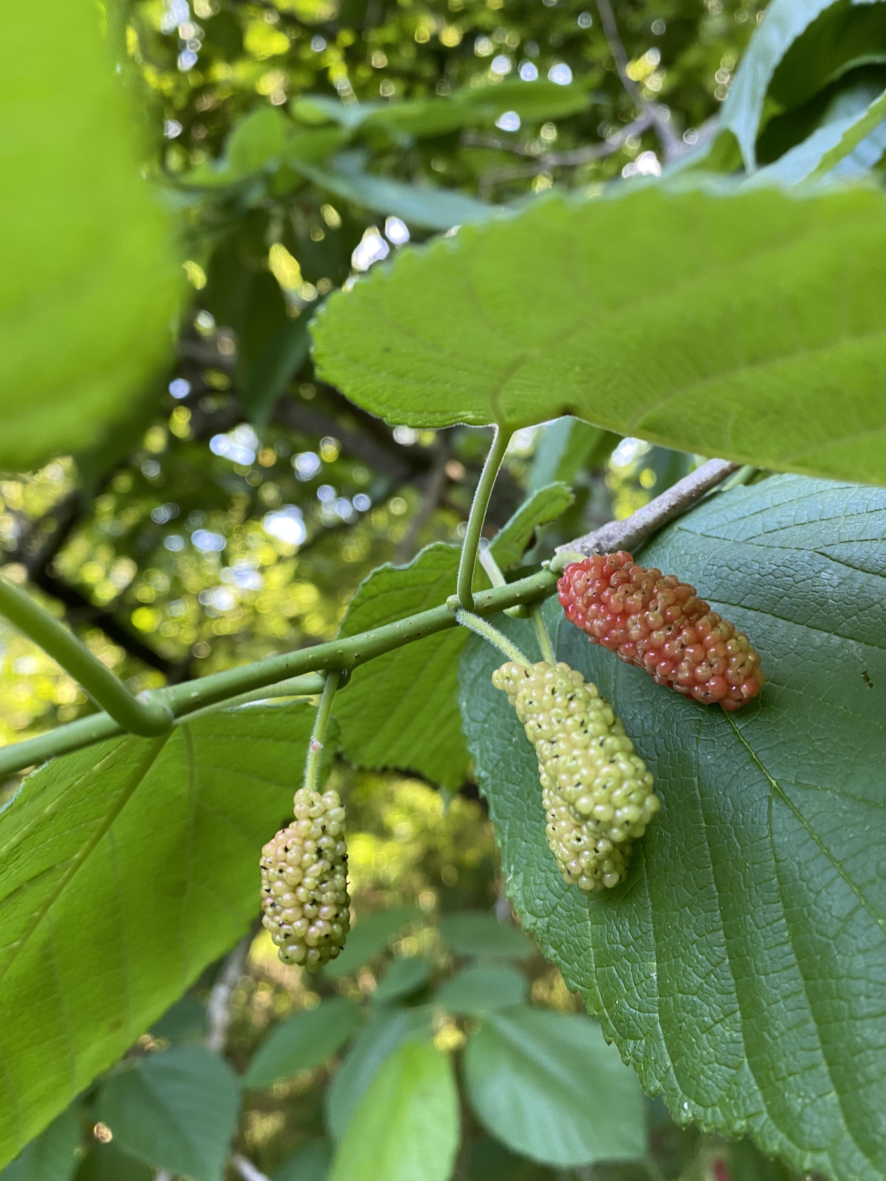 Anyone know what kind of berries these are? They’re growing on a