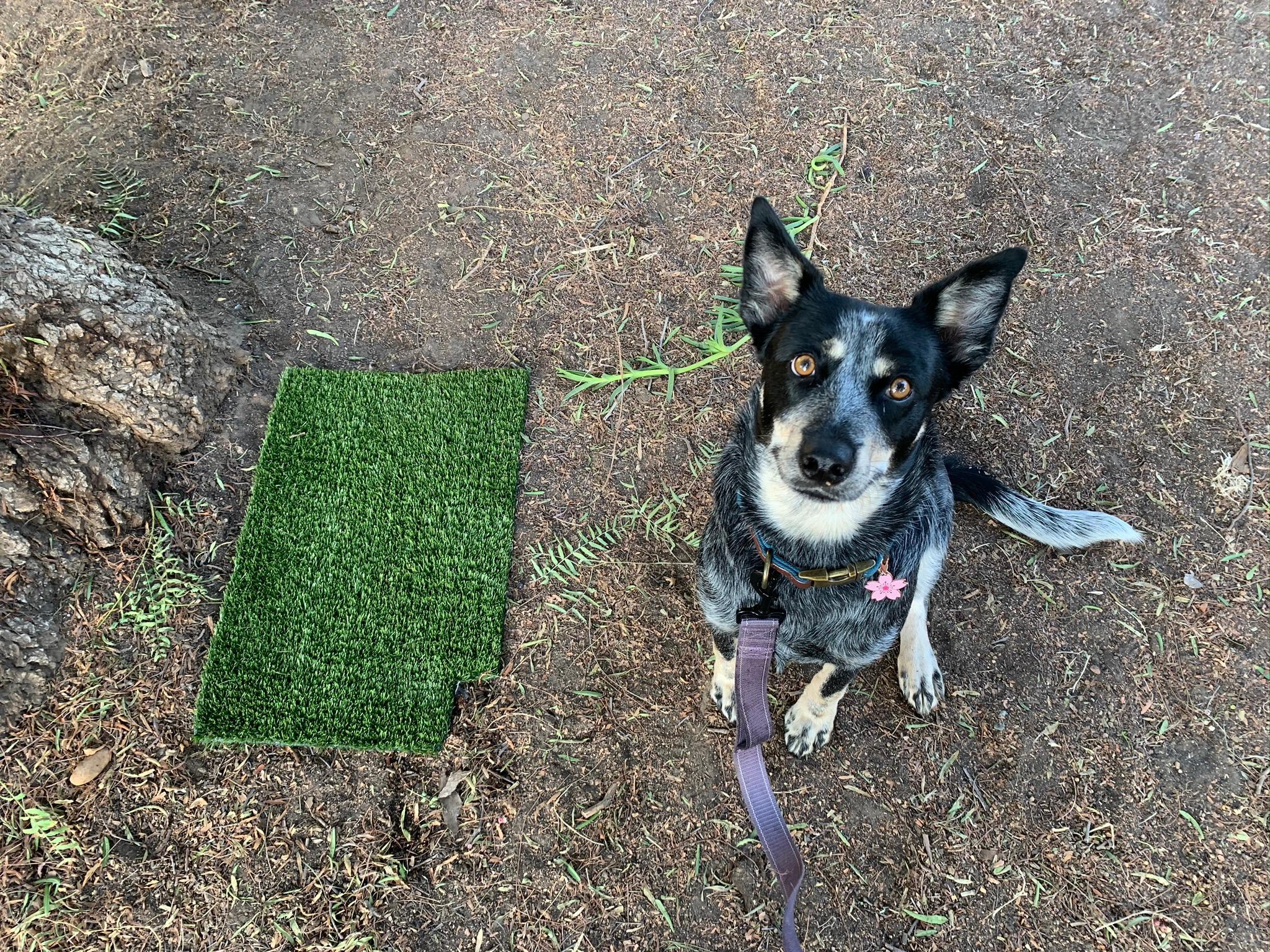 Tips on transitioning from going potty on the balcony to during walks