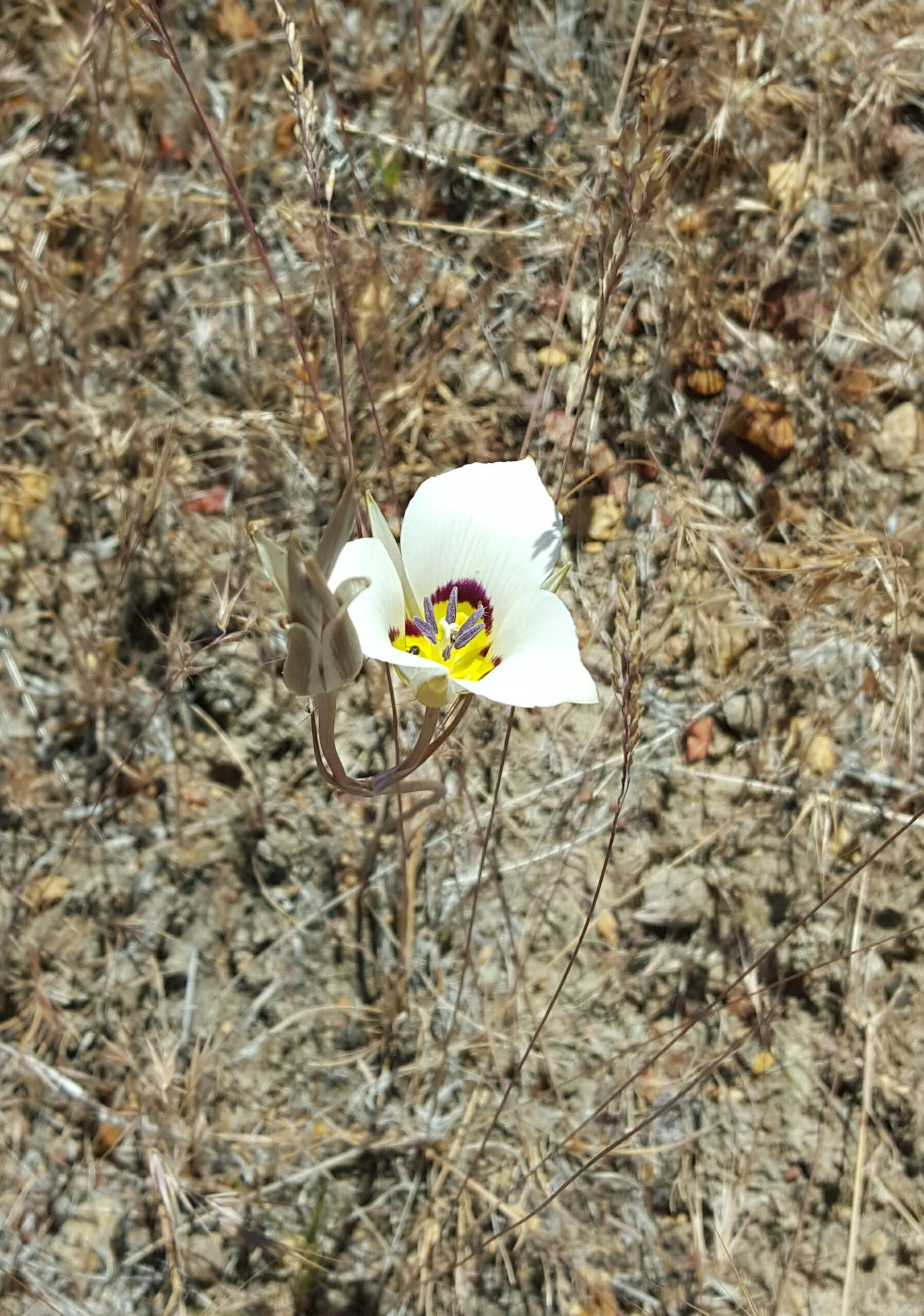 Plant I saw while hiking in the mountains of Northern Nevada. It's in full bloom right now. And
