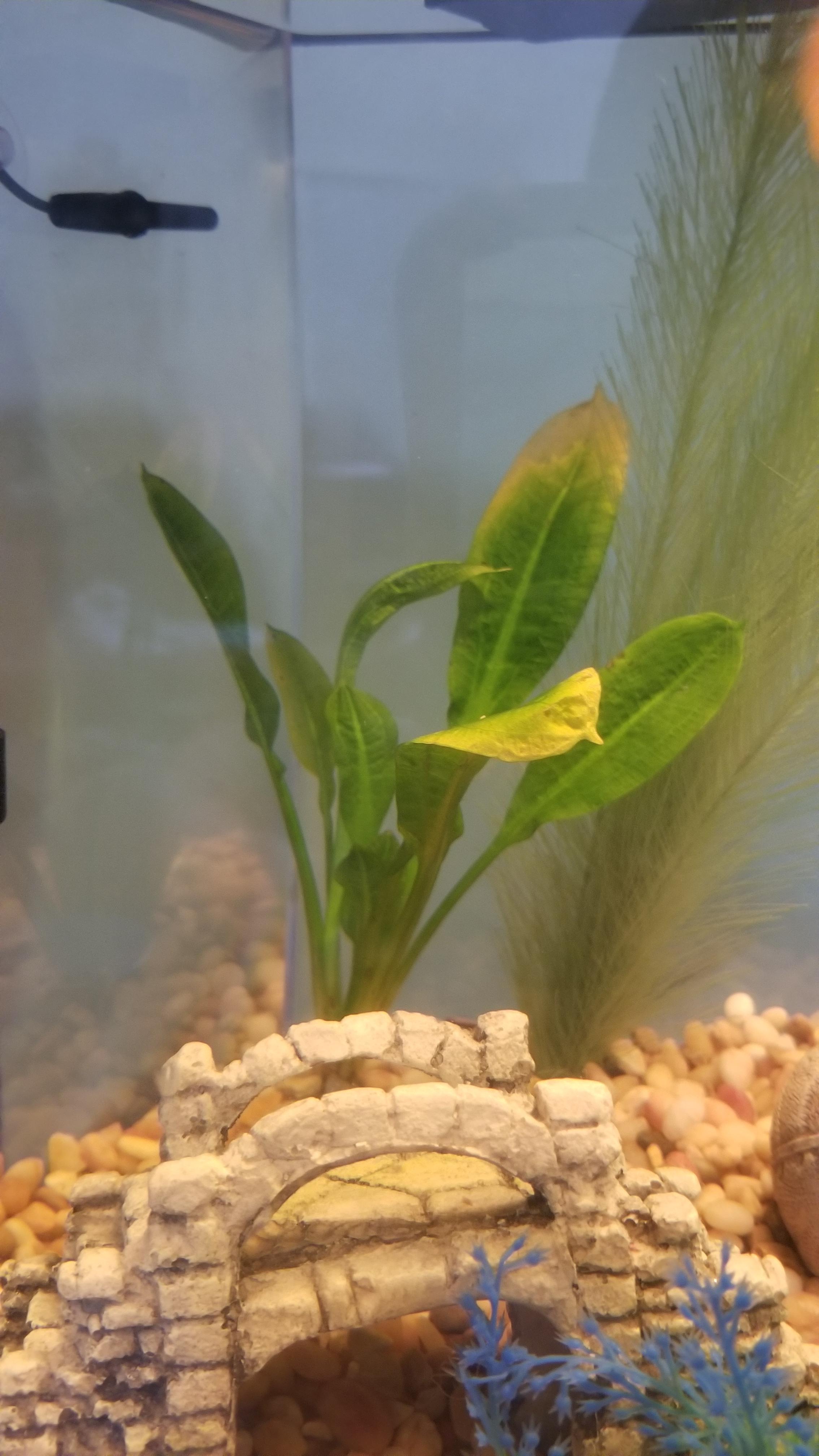 Ive added root tabs and microbelift and my amazon sword is still