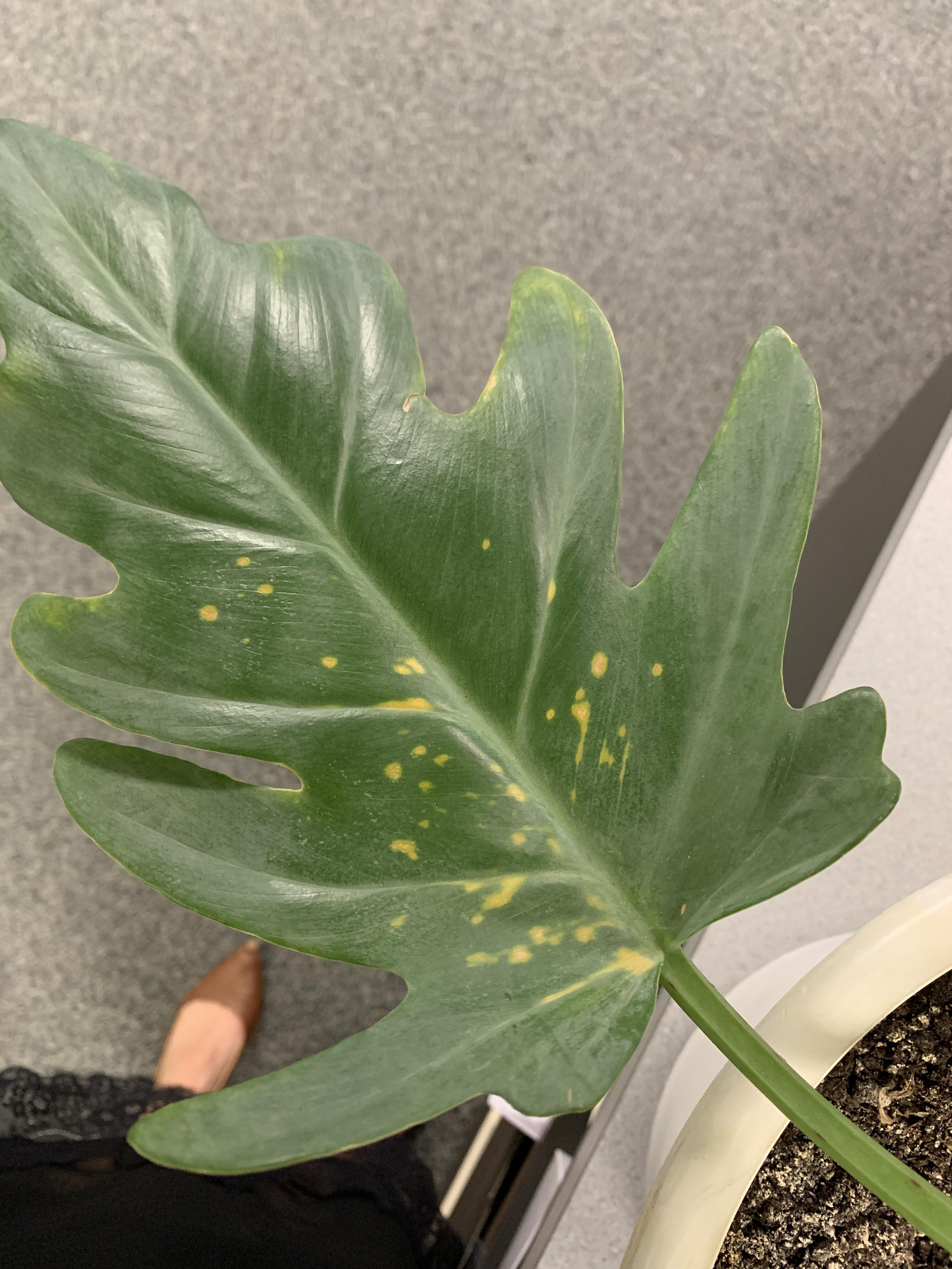 Yellow spots on my philodendron r/plantclinic