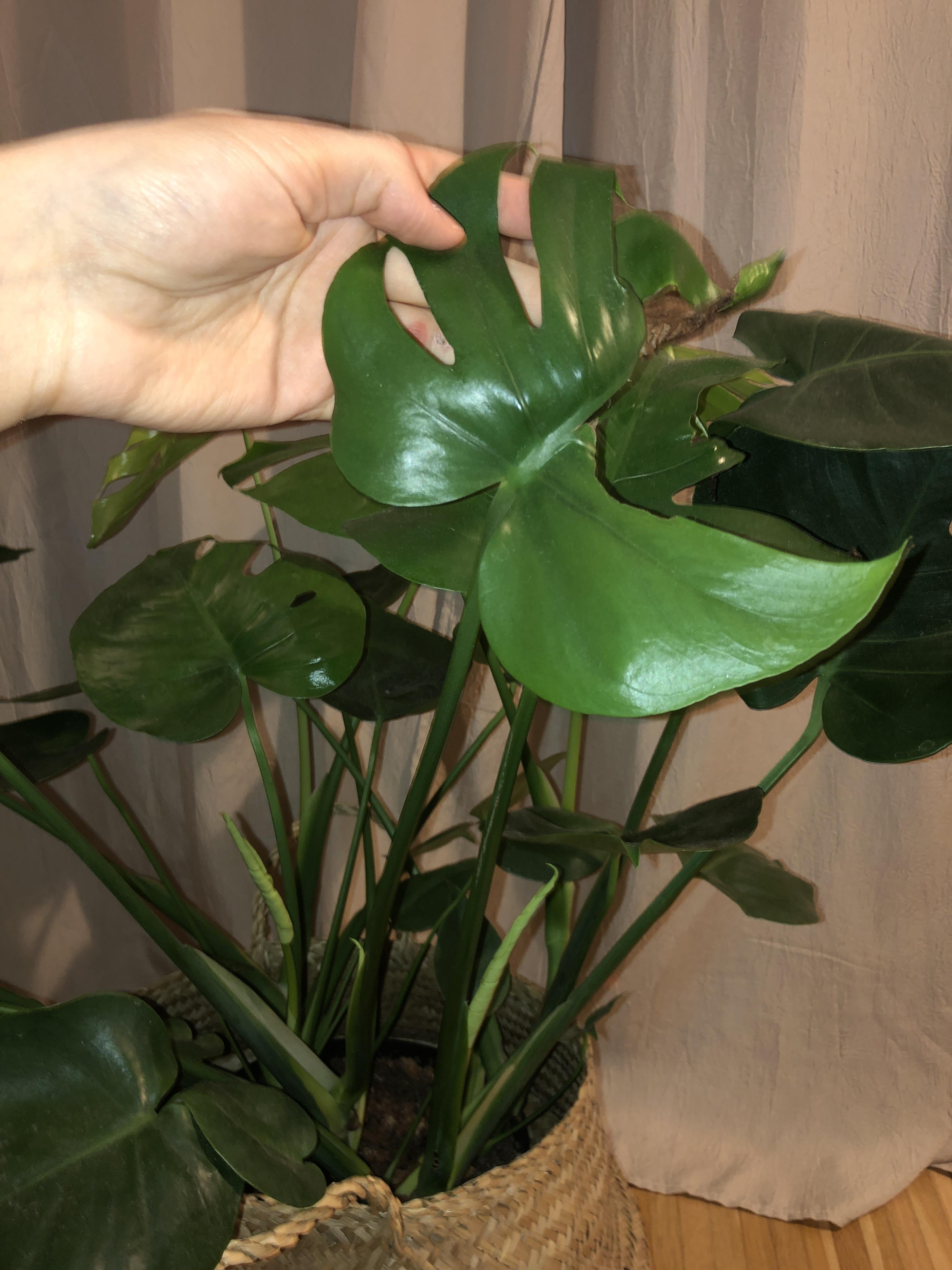 (How) should i cut damaged leaves off my monstera if new ones keep