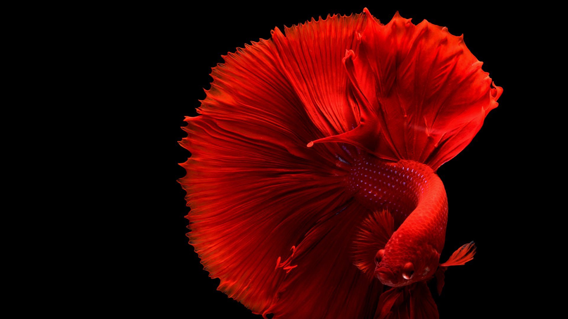 Betta Fish [1920X1080] wallpaper