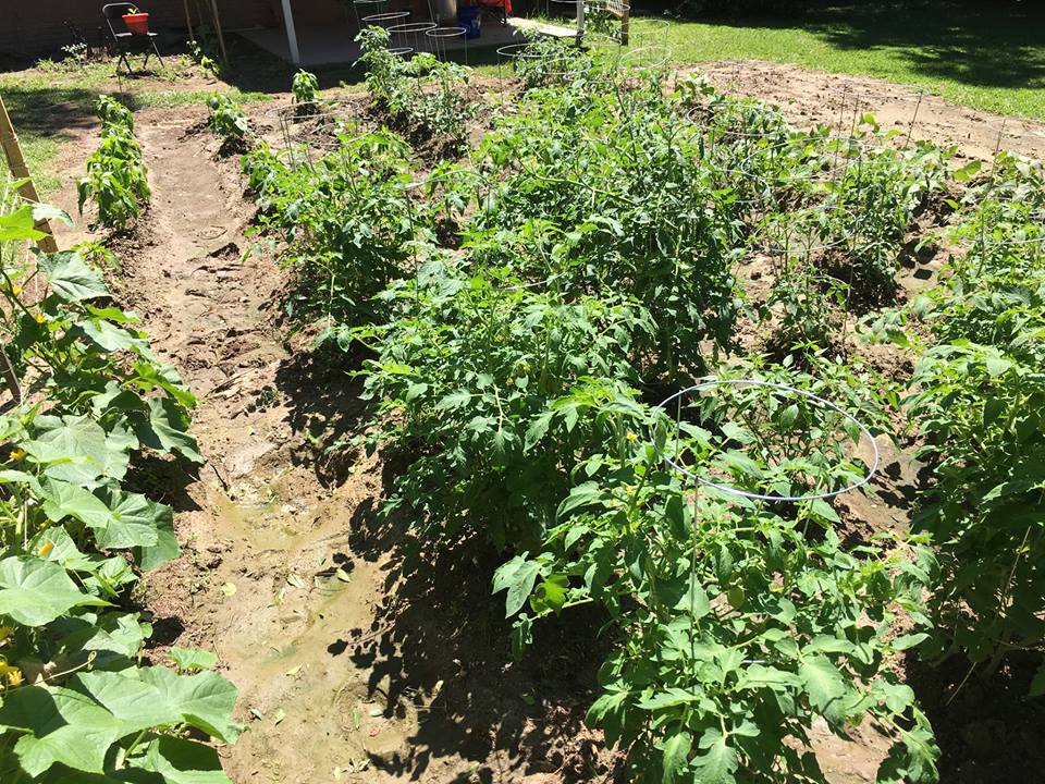 Zone 8b garden, where I started everything from seeds. r/gardening