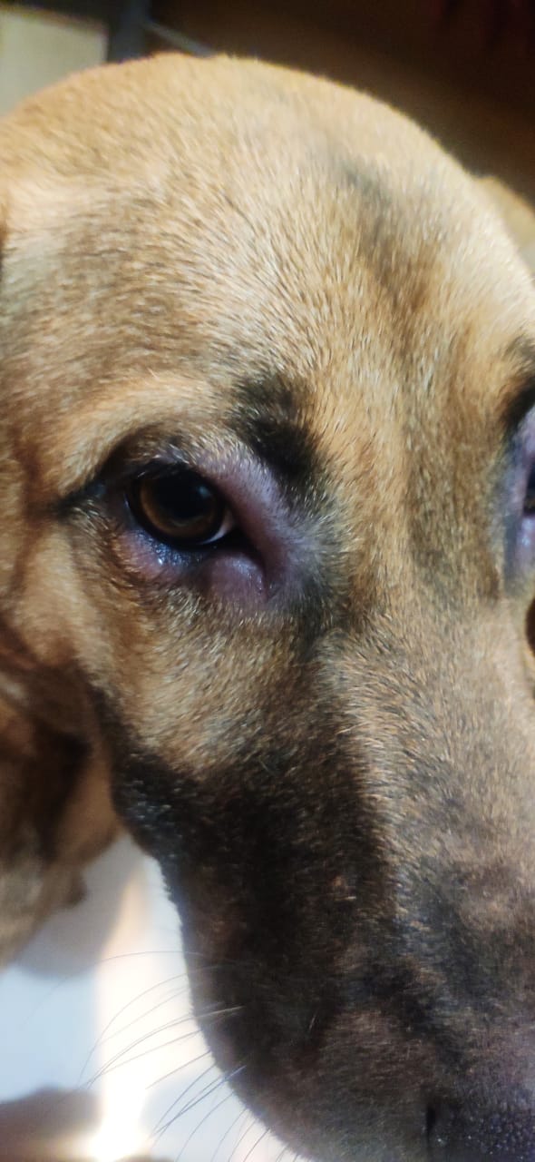 puppy swollen eyes and mouth Dusty Fay