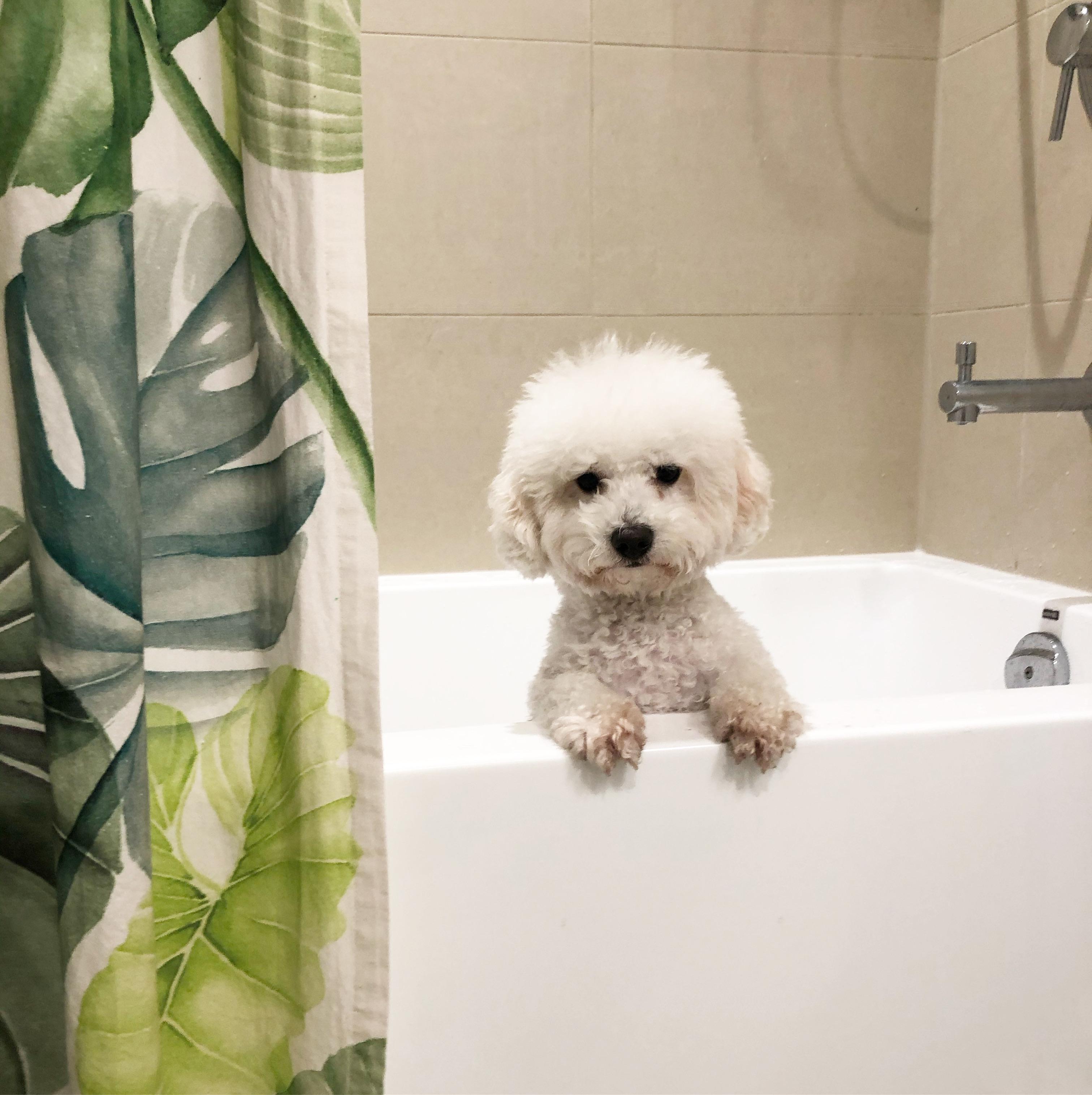Did I say I wanted to take a bath 😠 r/bichonfrise