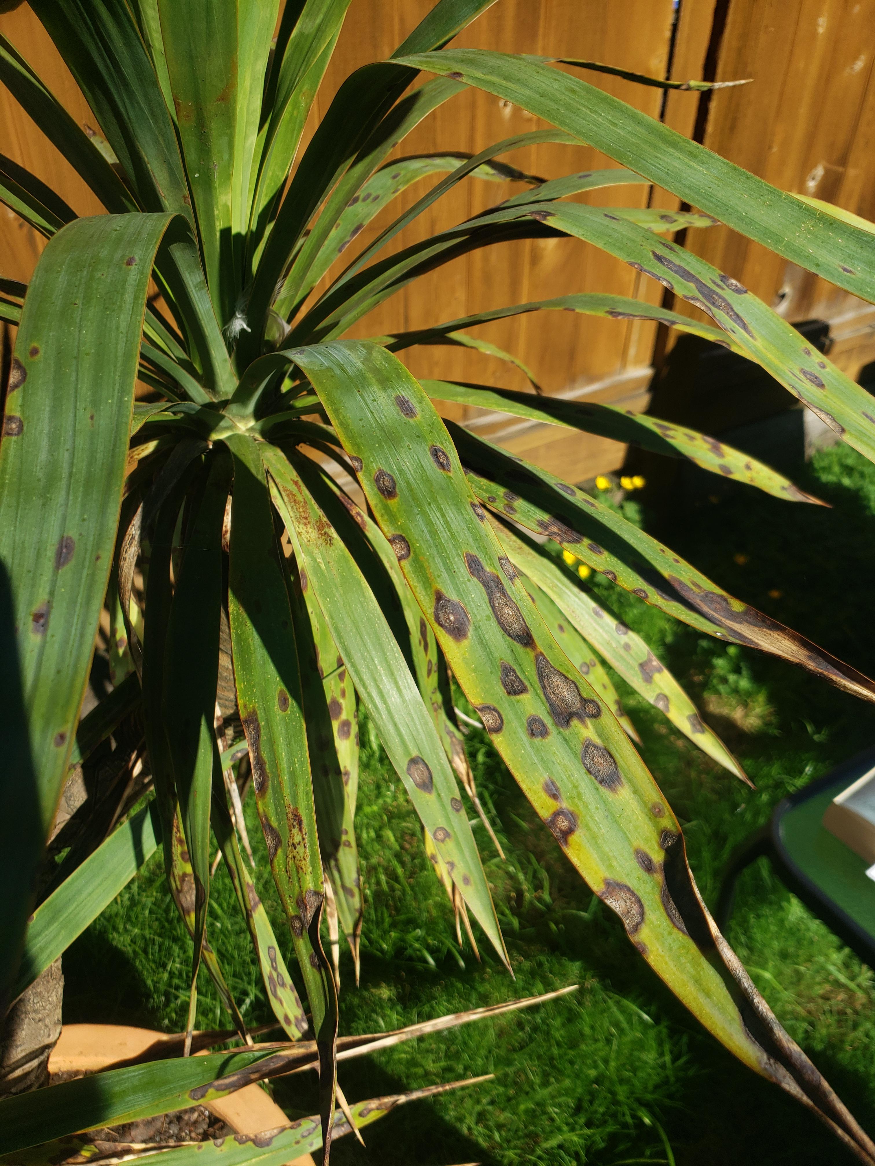 Whats going on with these spots on my yucca? Not sure if its actually a