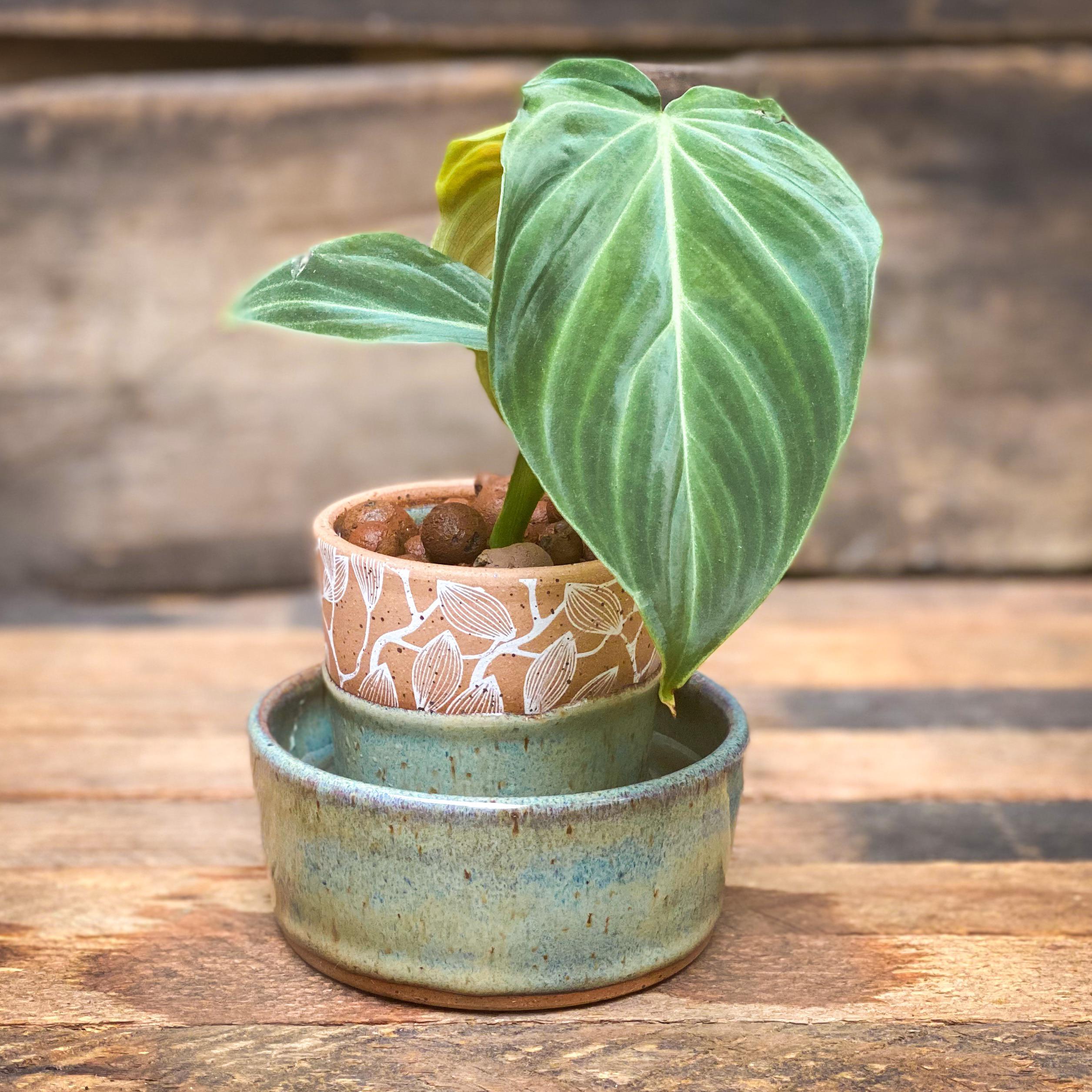 Just showing off this velvety philodendron splendid (that I got in a