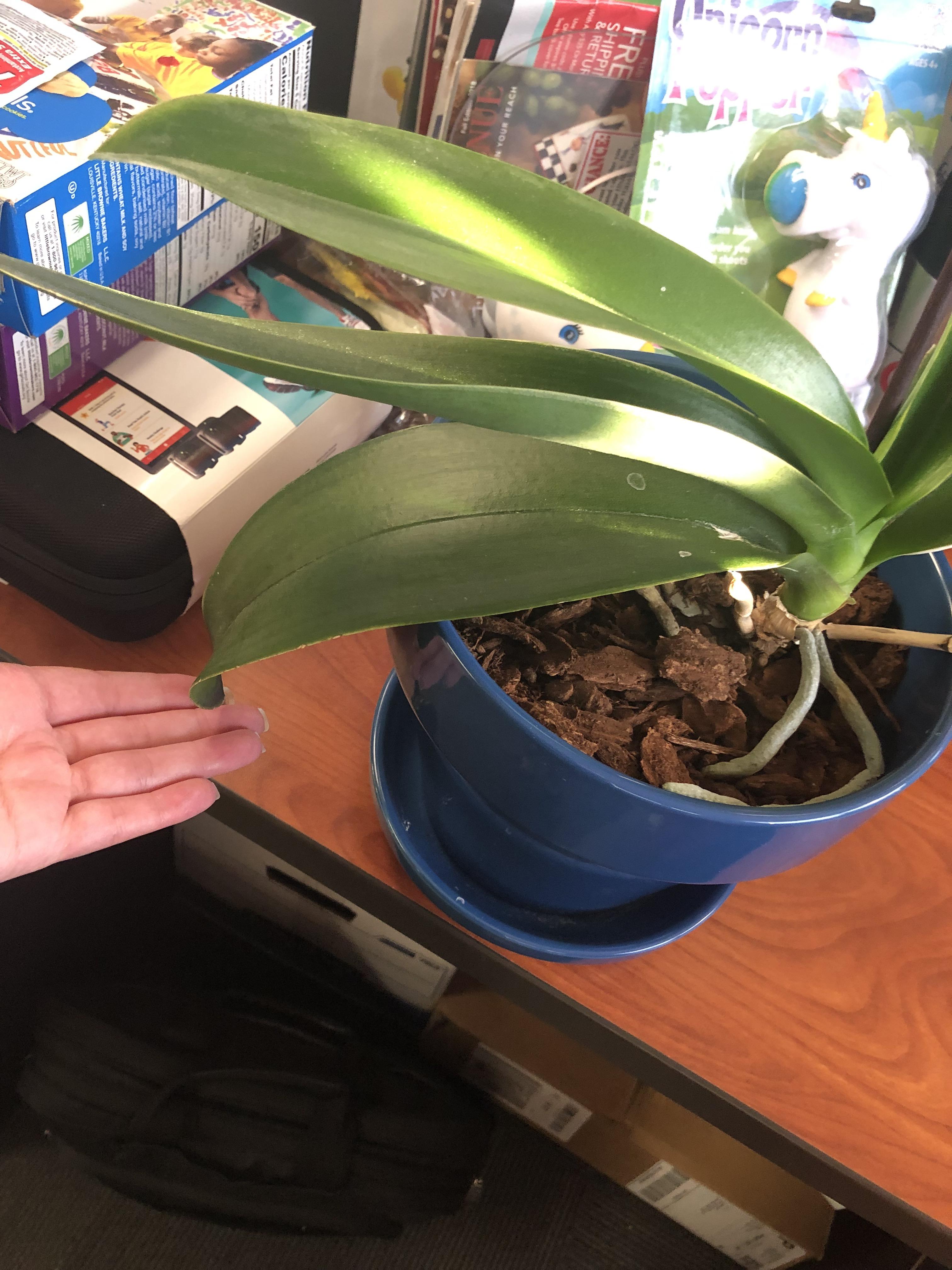 Leaves are dropping and soft after repotting r/orchids