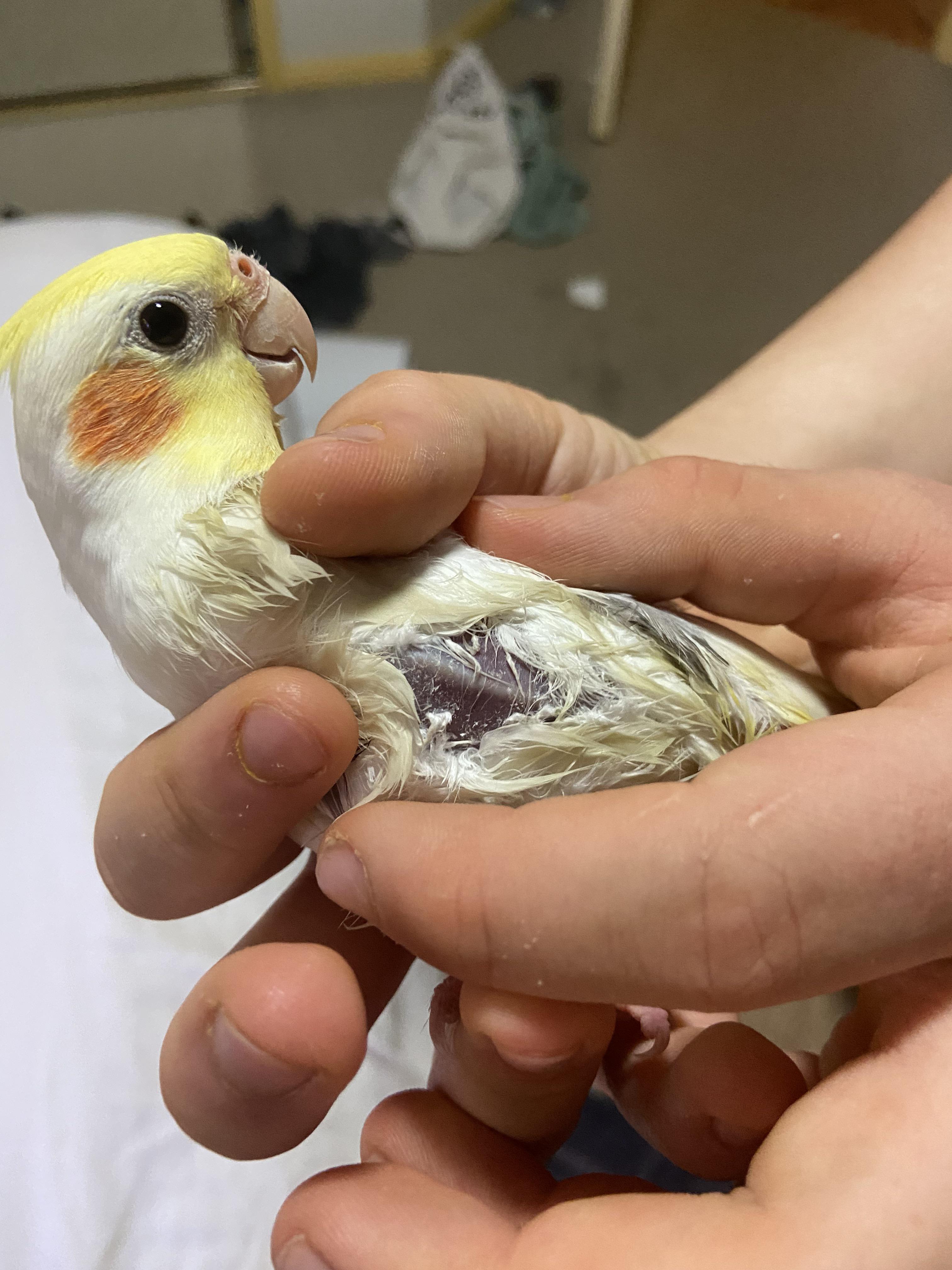 Aviary bird losing feathers on his chest (more info in comments) r