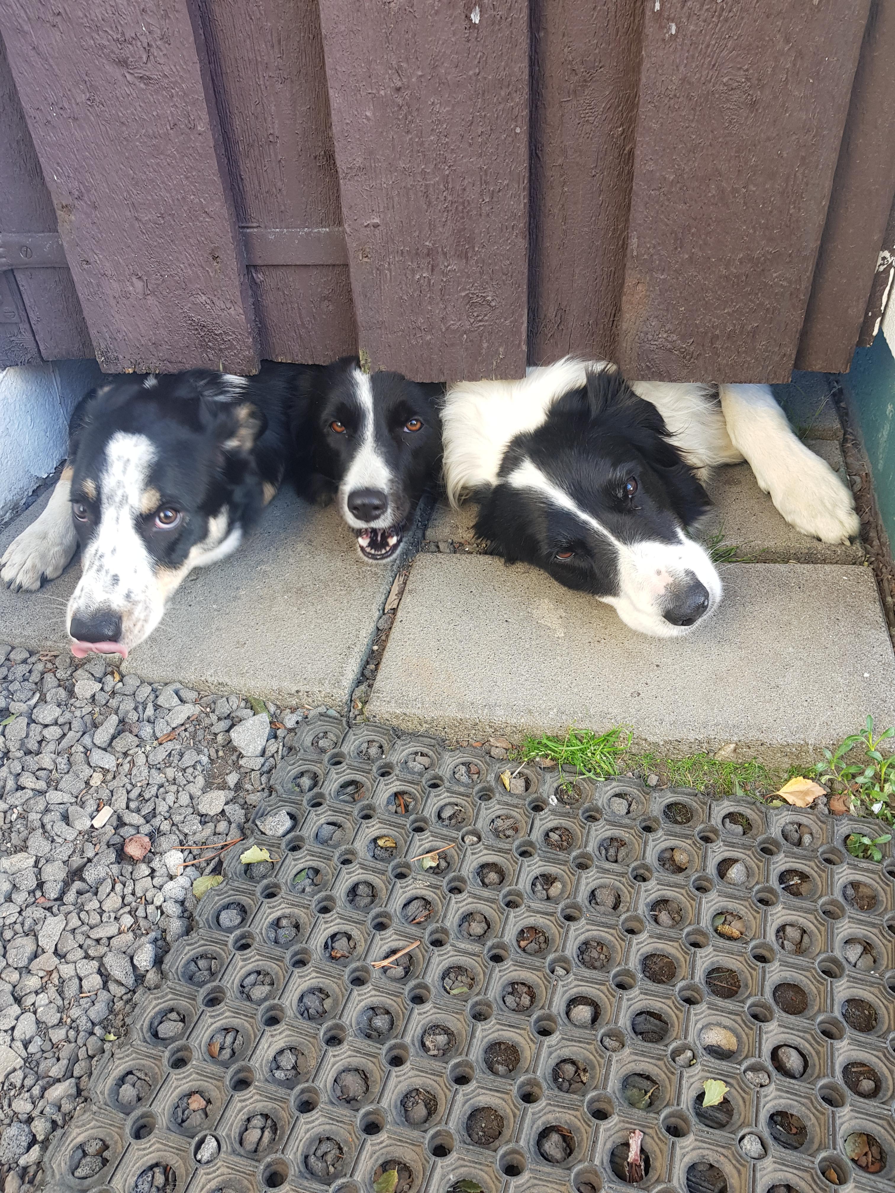 Cerberus guarding the gates of the underworld r/aww