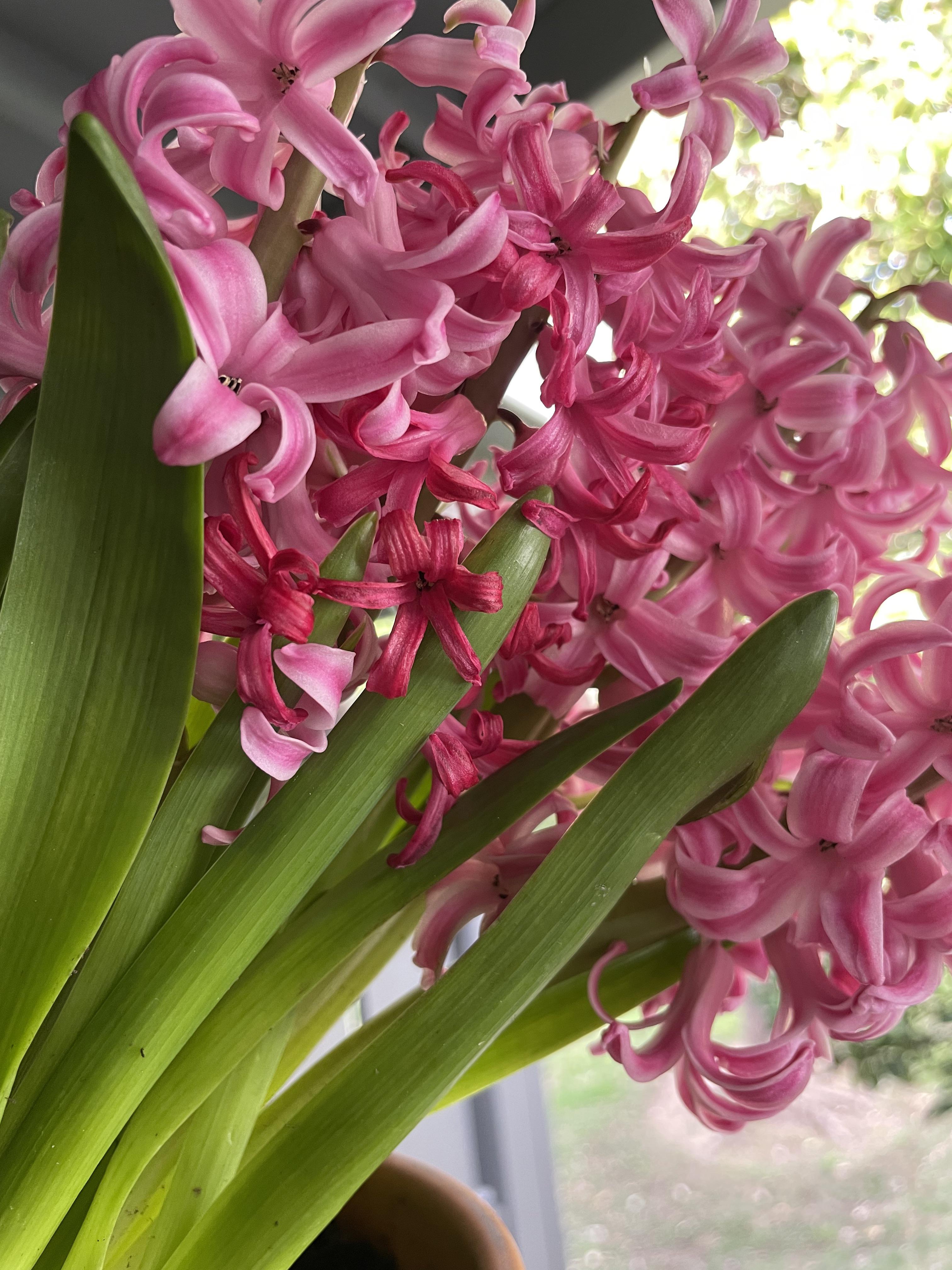 I was gifted this Hyacinth three days ago and I already feel like I’m