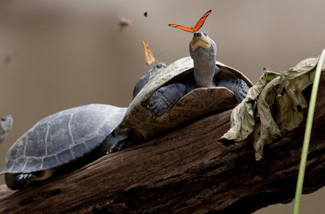 Amazonian butterflies are drinking turtle tears in order to survive r
