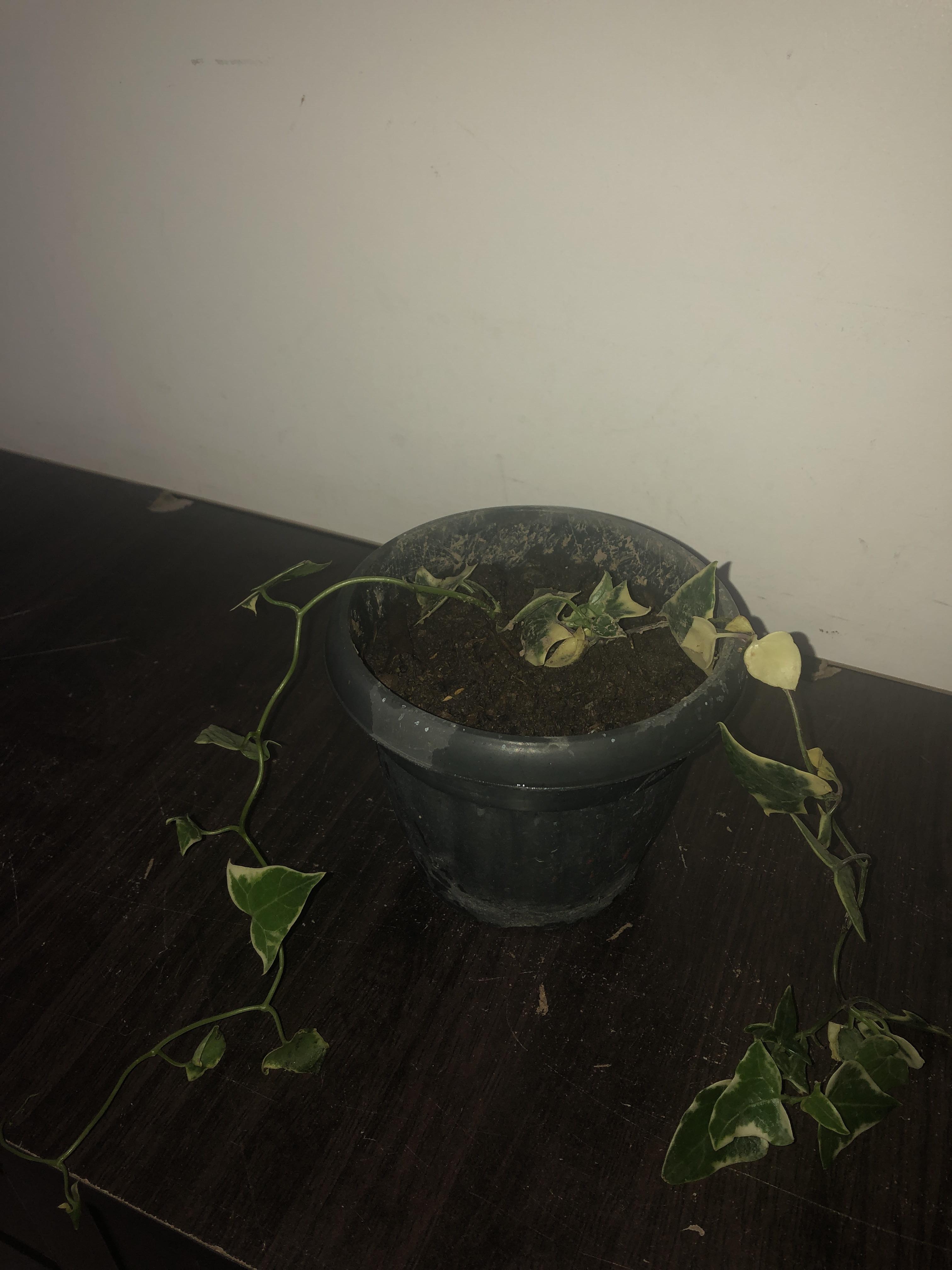 HELP. Hust got my english ivy (was in shipping box for 3 days). Put it