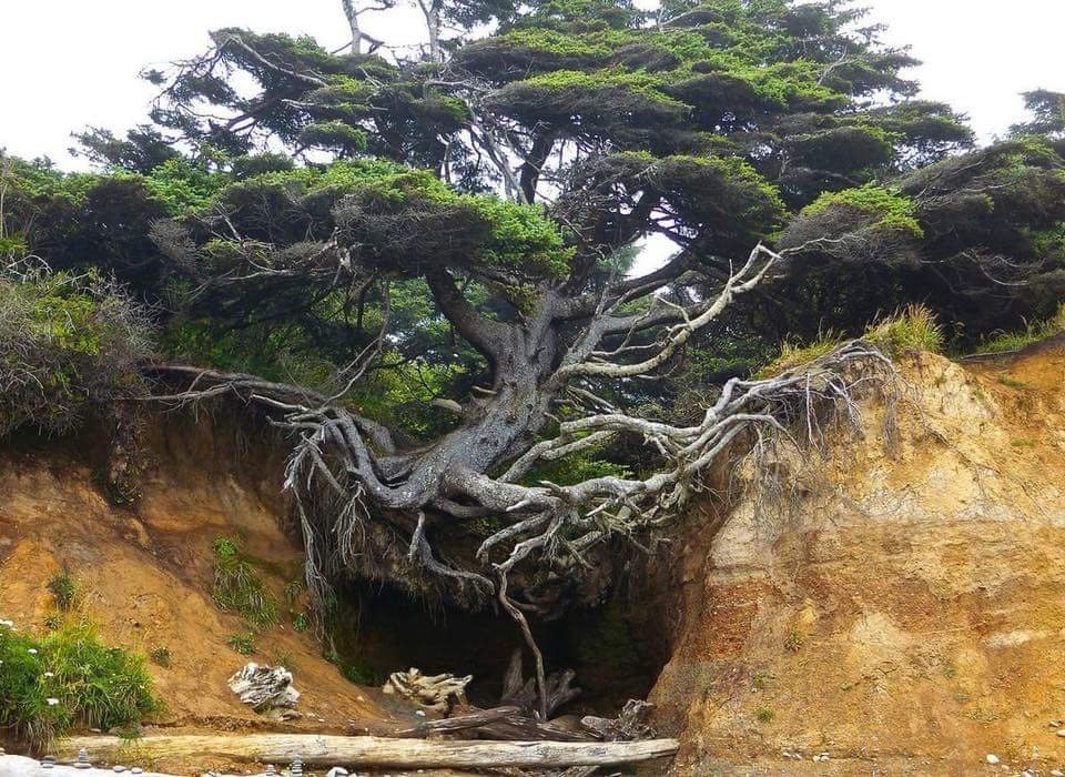 🔥 This juniper tree in the south western united states looks like it's
