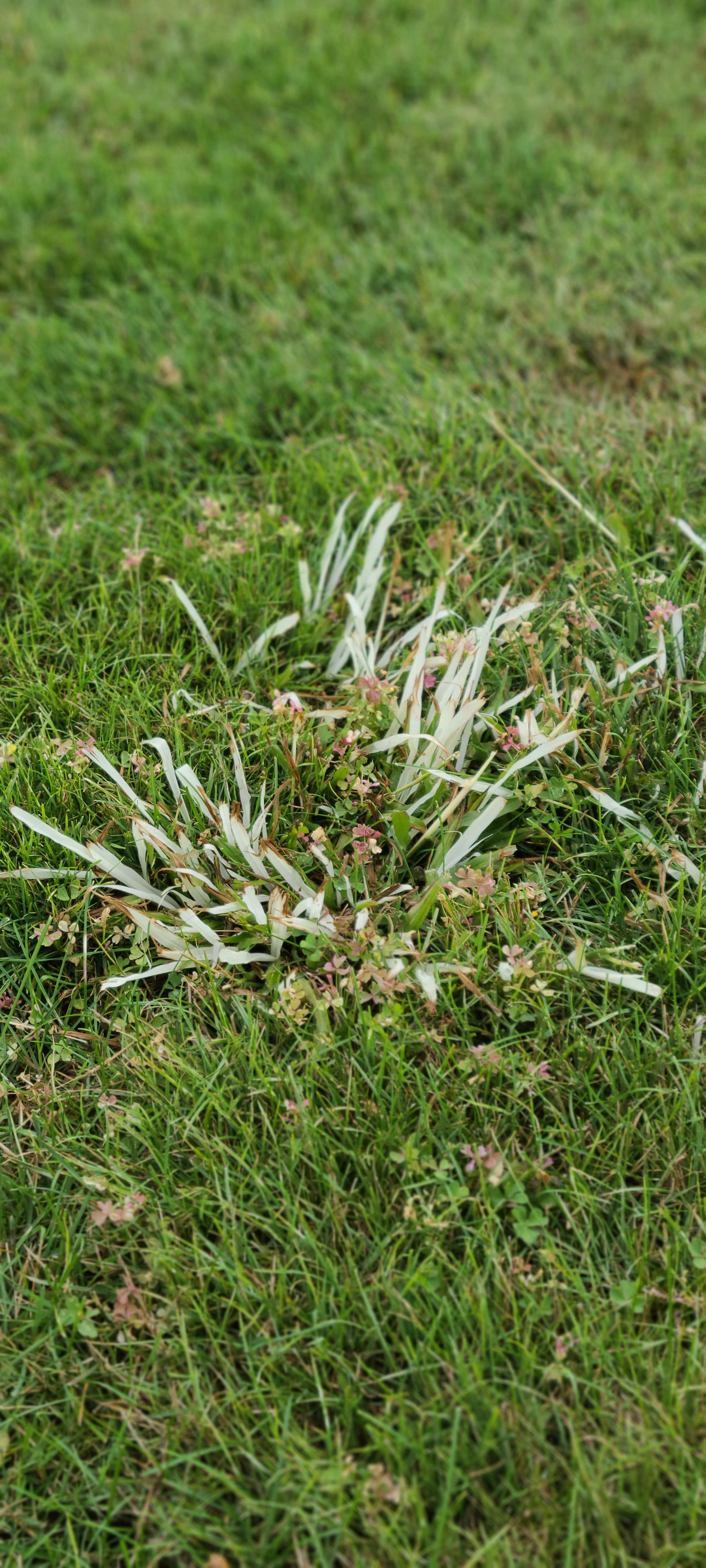 Sprayed Pylex and Drive xlr8 on dallisgrass a week ago r/Turfmanagement