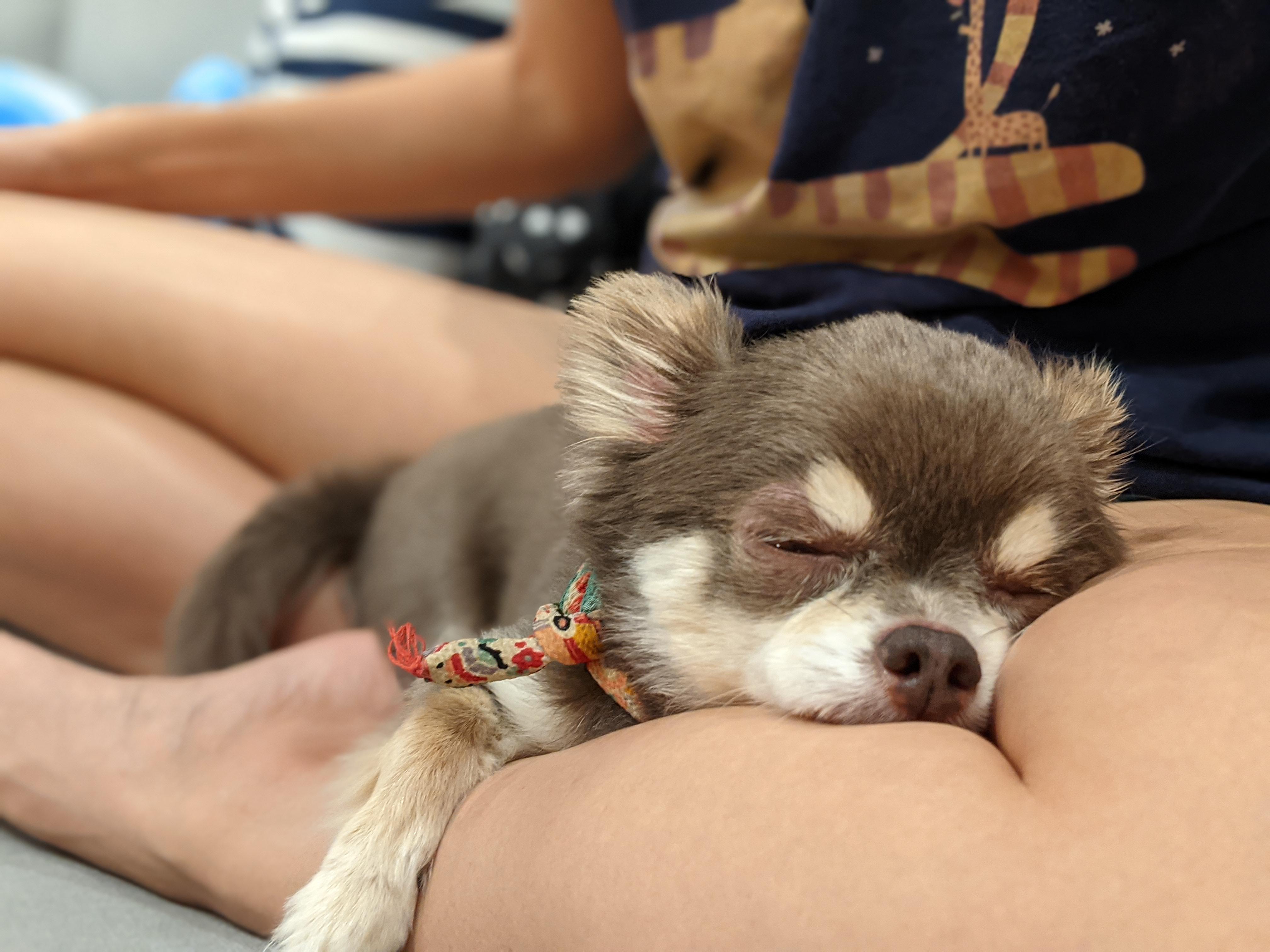 Softest cosiest bed ever aww