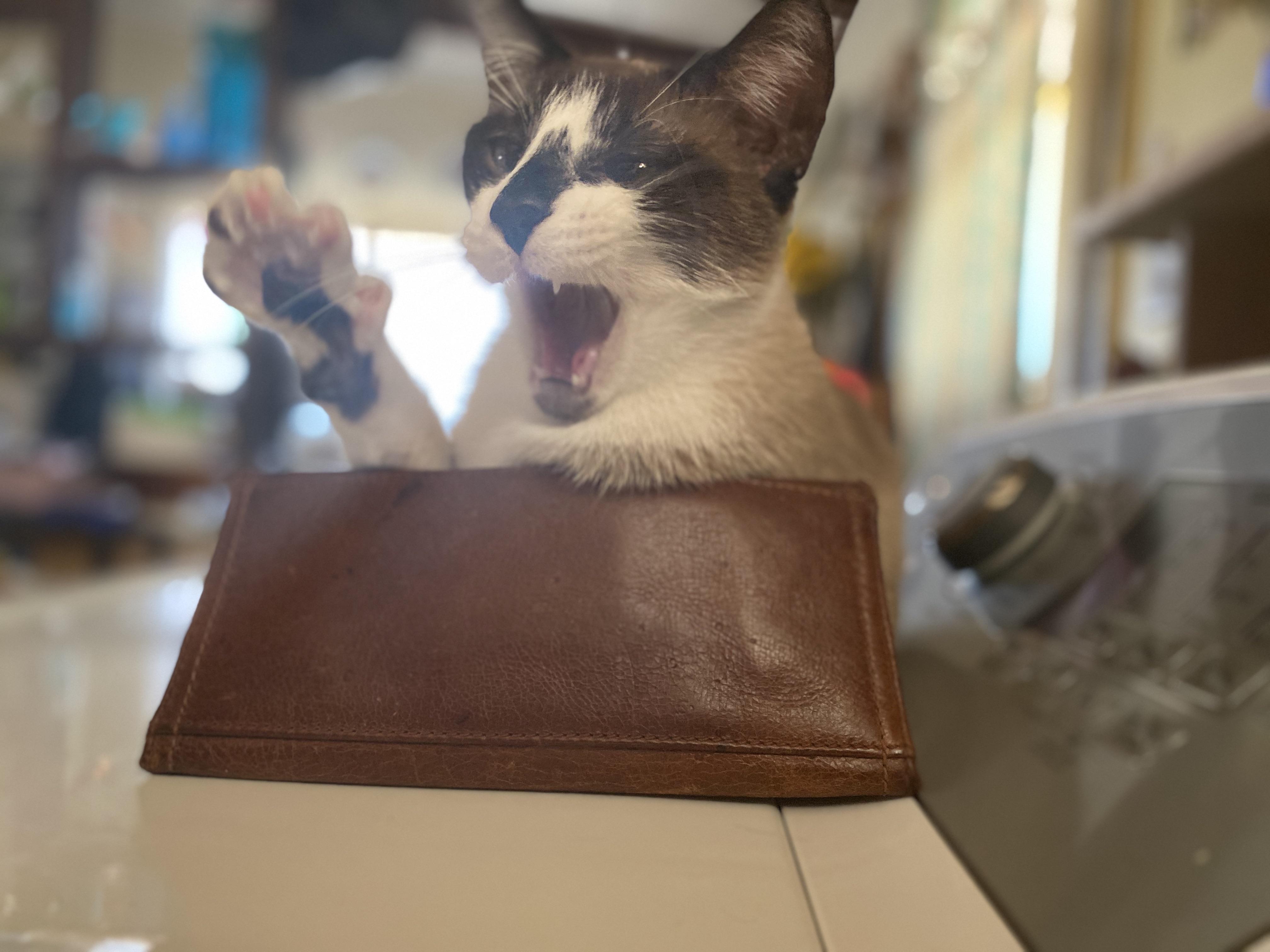 PsBattle Cat doing a big yawn.