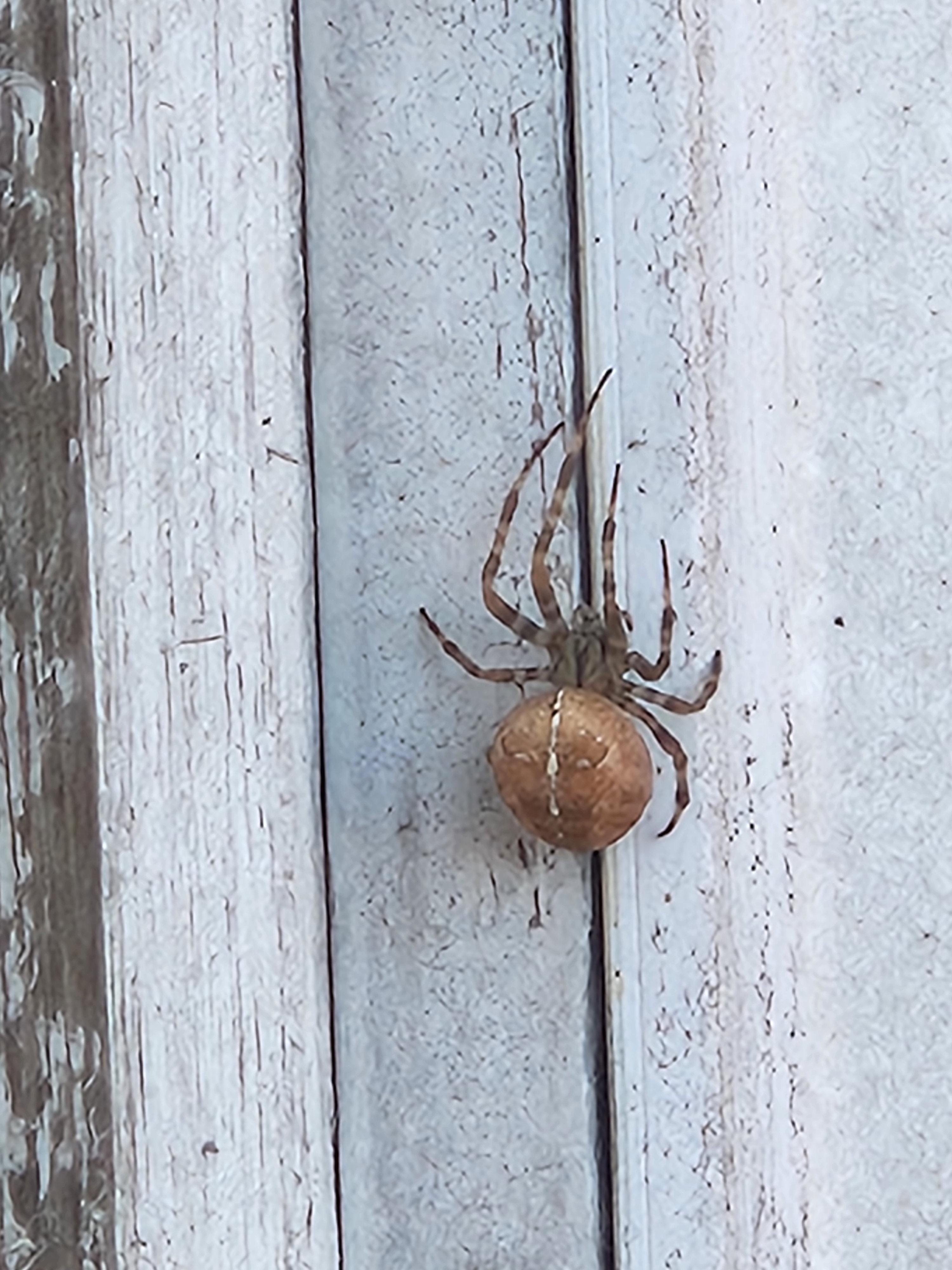 Which spider is this? I live in the PNW r/spiders