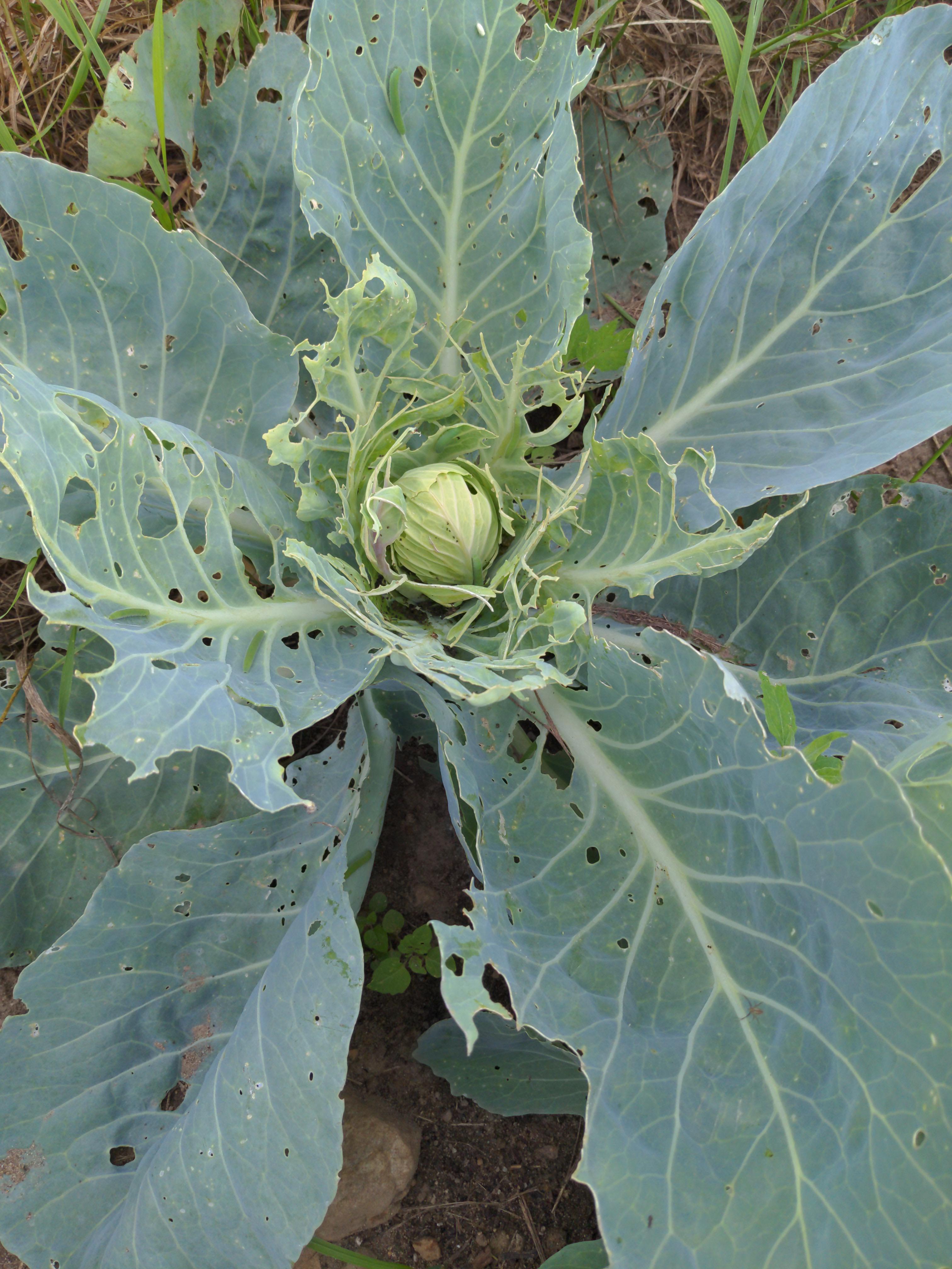 What gives? Who is eating my cabbage and how do I stop it? r