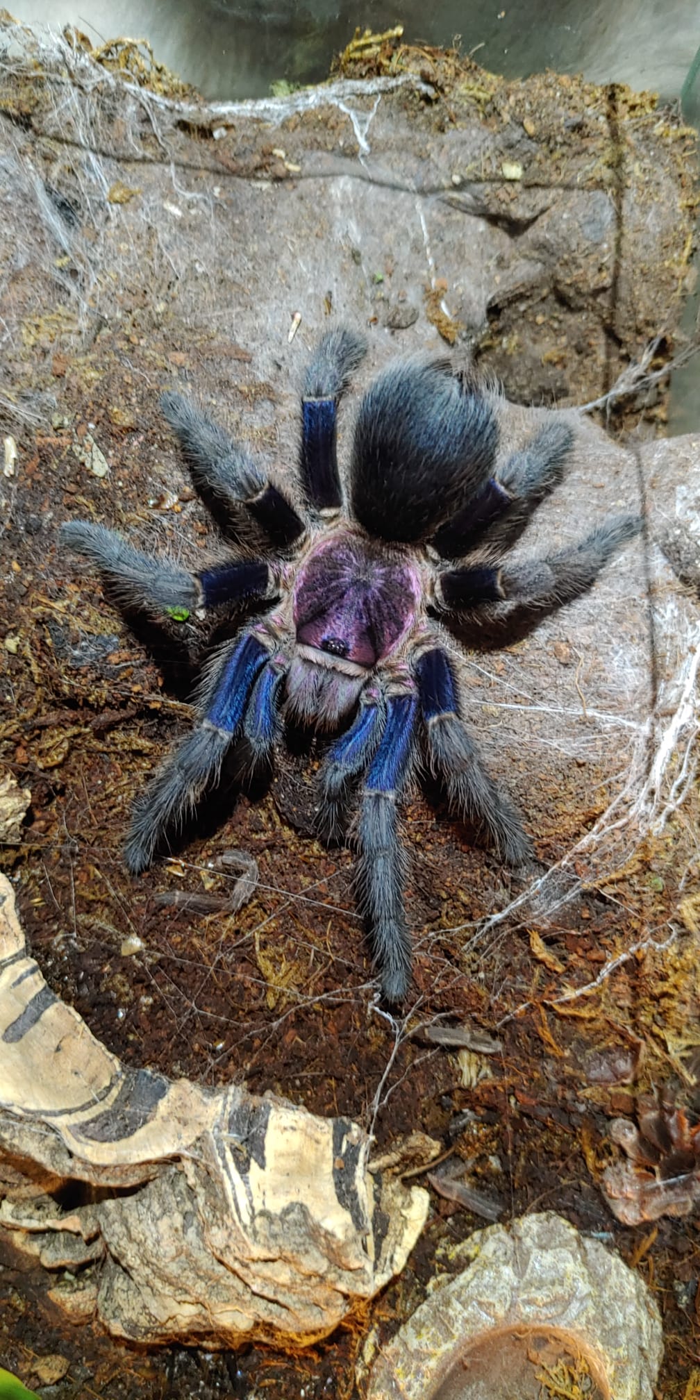 Phormictopus sp. Dominican Purple looking very good today! r/tarantulas
