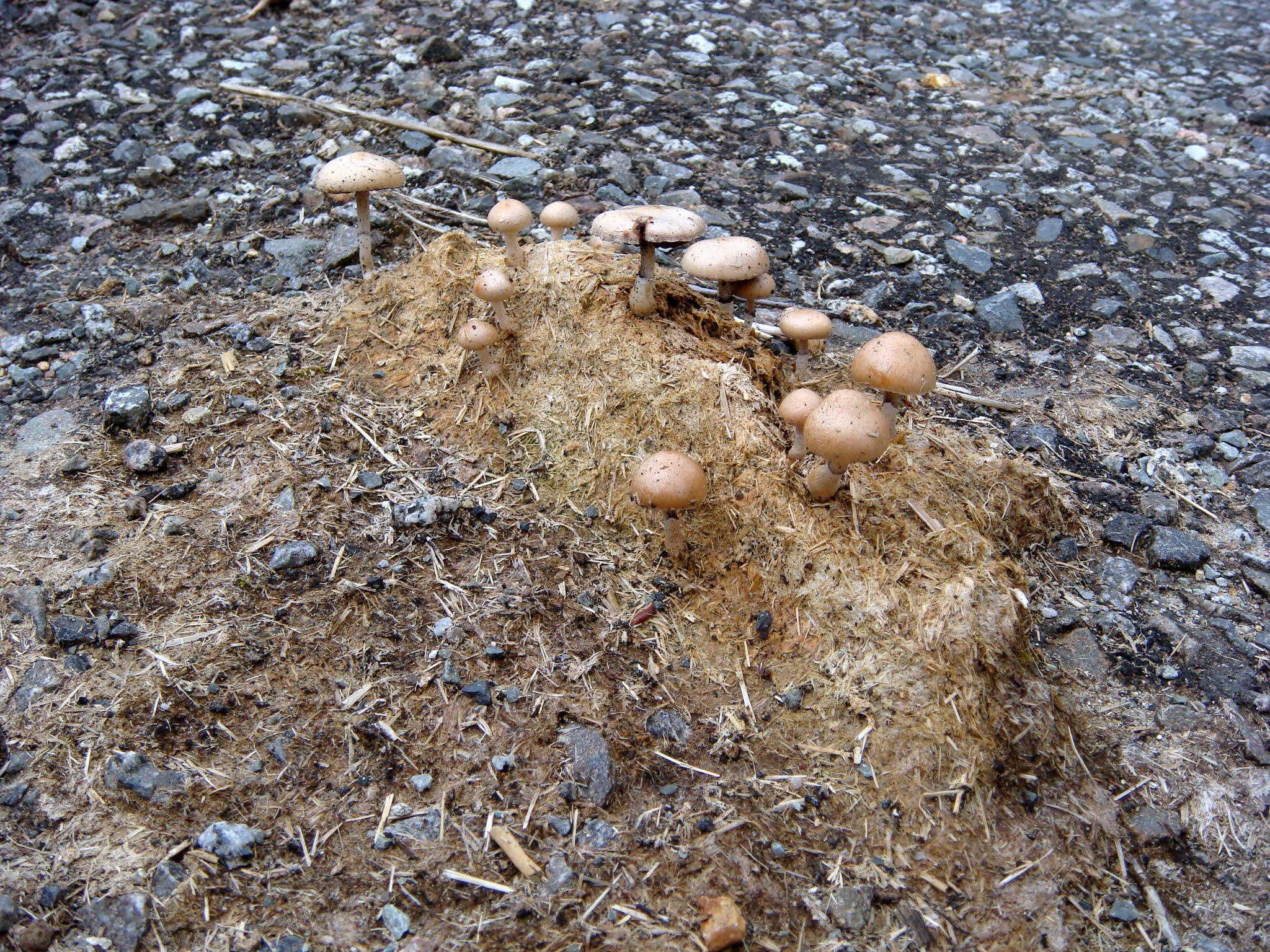 Mushrooms growing on sheep dung in the middle of the road at the Isle