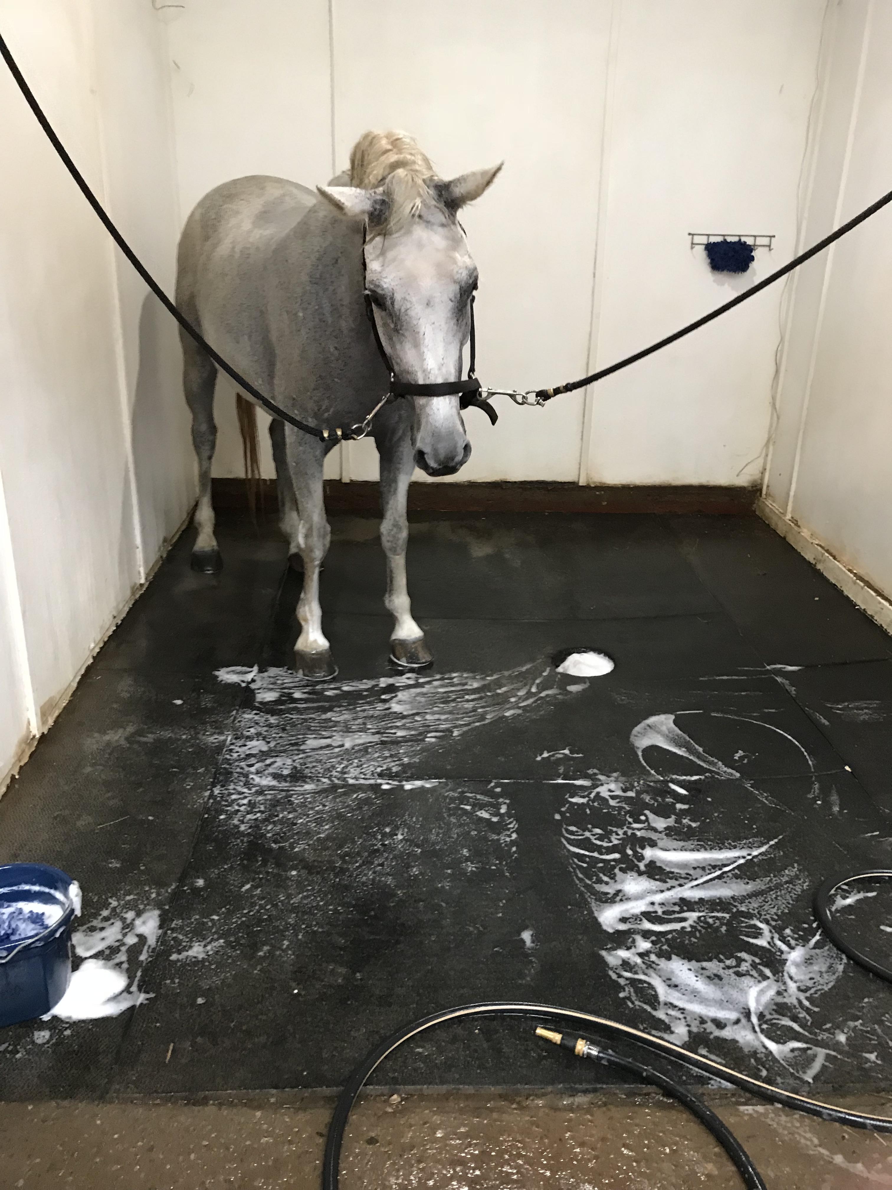 Soap suds are terrifying r/Horses