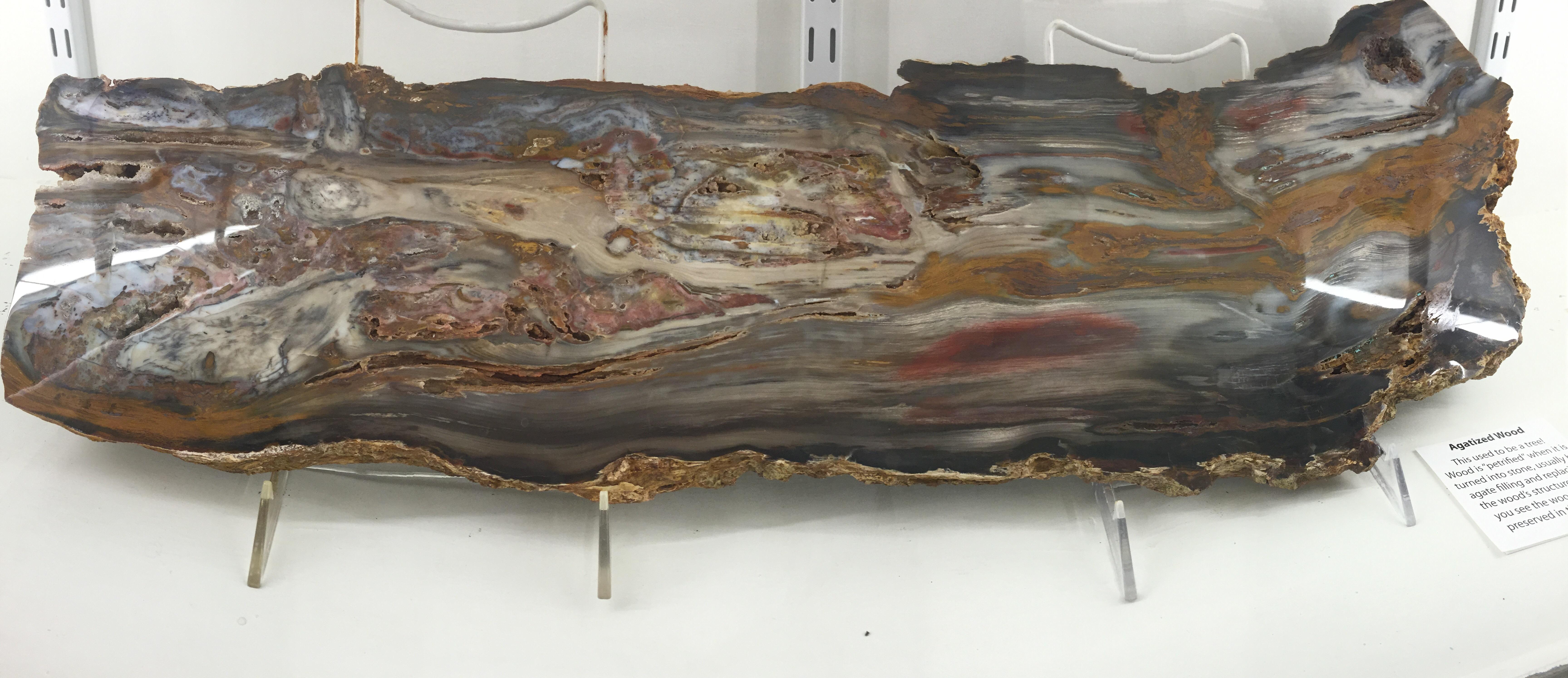 Agatized Wood r/geology
