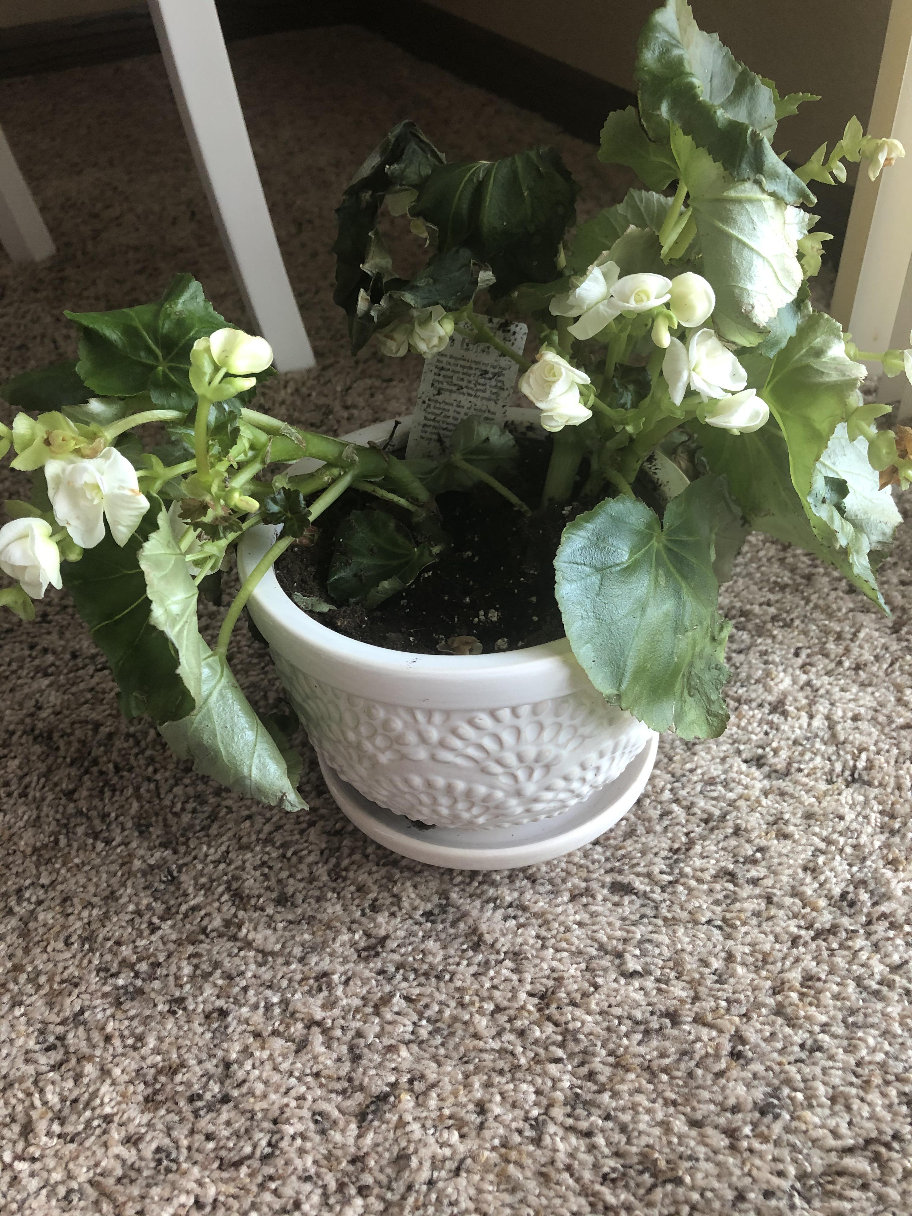 Is my rieger Begonia dying ? I re potted it about a half a week ago and