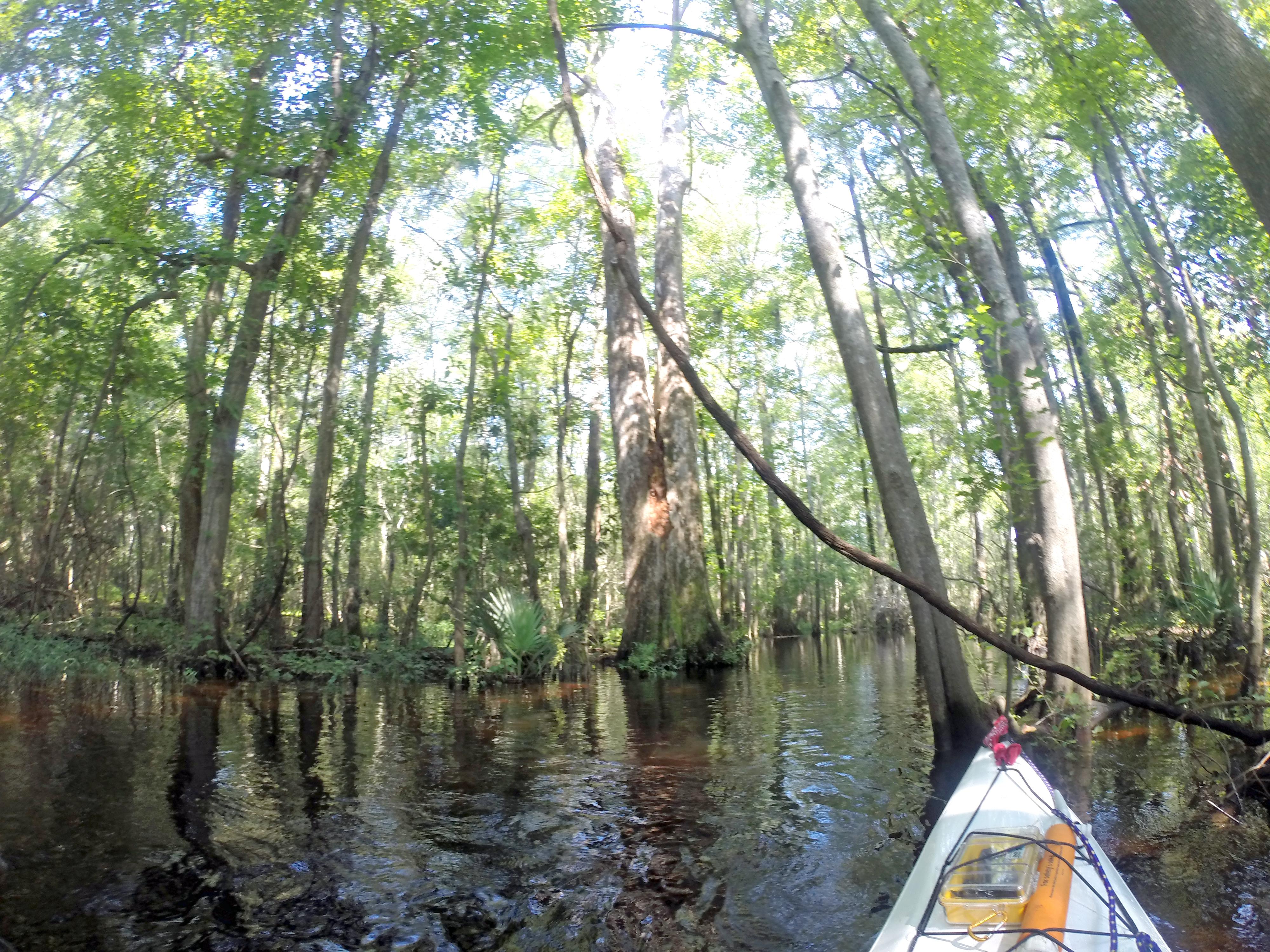 Upper Northeast Cape Fear River r/Kayaking